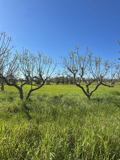 The image shows a field of tall, green grass under a clear blue sky. Scattered throughout the field are several trees with bare branches, some with small buds suggesting early spring. In the background, more trees and greenery blur into the distance. The scene appears to be a rural or agricultural area. Given the prompt's mention of Cutrofiano, Italy, it's plausible this is farmland or countryside near that city.