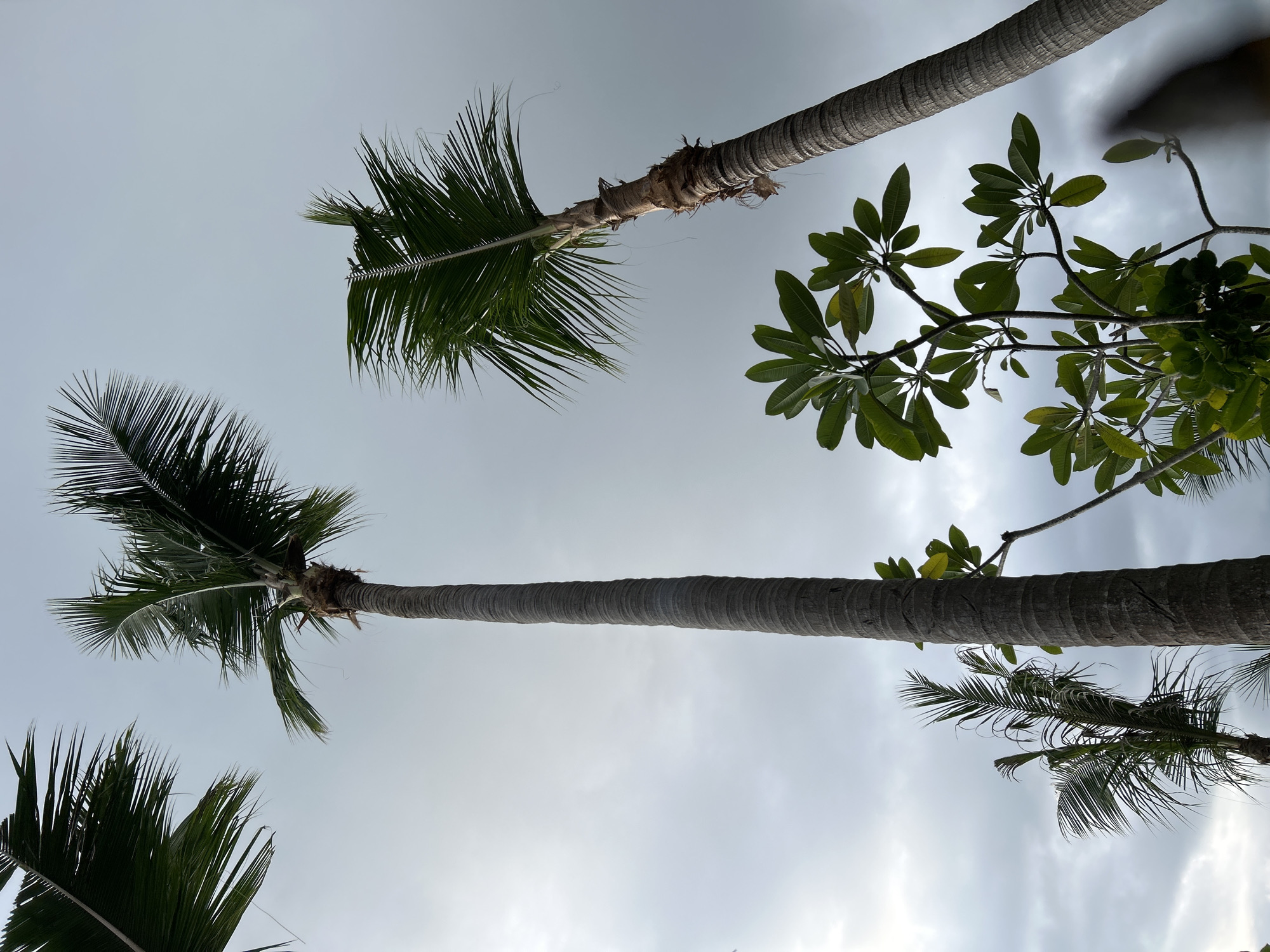 The image depicts a low-angle view of several trees against a cloudy sky, likely taken in Senggigi, Indonesia. There are three visible palm trees, identifiable by their tall, slender trunks and fan-shaped leaves. Additionally, there is a deciduous tree with large, rounded leaves. The sky is overcast, indicating possibly imminent rain. The scene suggests a tropical coastal environment, consistent with the location of Senggigi. There are no people or interactions visible.
