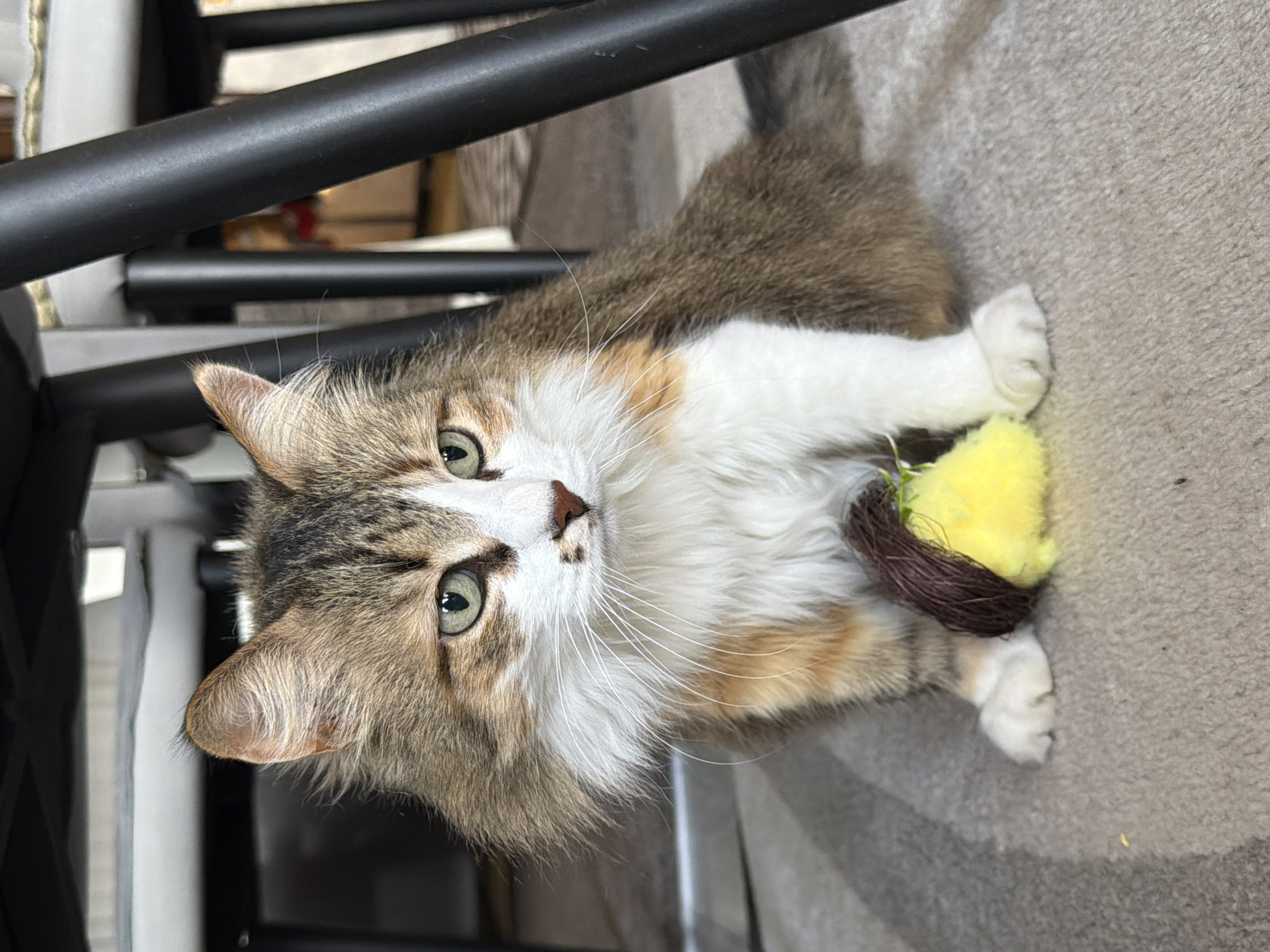 A domestic cat is pictured lying on a light-colored carpet indoors. The cat is a medium-haired tabby/calico with a distinctive coat featuring patches of white, brown, and ginger fur. Its face is primarily white, framed by brown tabby markings around its striking green eyes. Long white whiskers extend from its muzzle, which has a small, dark brown nose. The cat is looking directly at the viewer with a calm, curious expression.
Between its front paws, the cat holds a toy. The toy is fluffy and yellow, resembling a pom-pom, with a brown, textured, nest-like base. The cat's white paws are visible, gently gripping the toy.
In the background, dark, cylindrical elements, likely the legs or frame of indoor furniture (such as a chair or table), are visible. The setting appears to be a well-lit interior room, with the carpet providing a neutral beige or light grey surface. There is no visible text in the image. The provided location context is Chaikovsky, Russia.