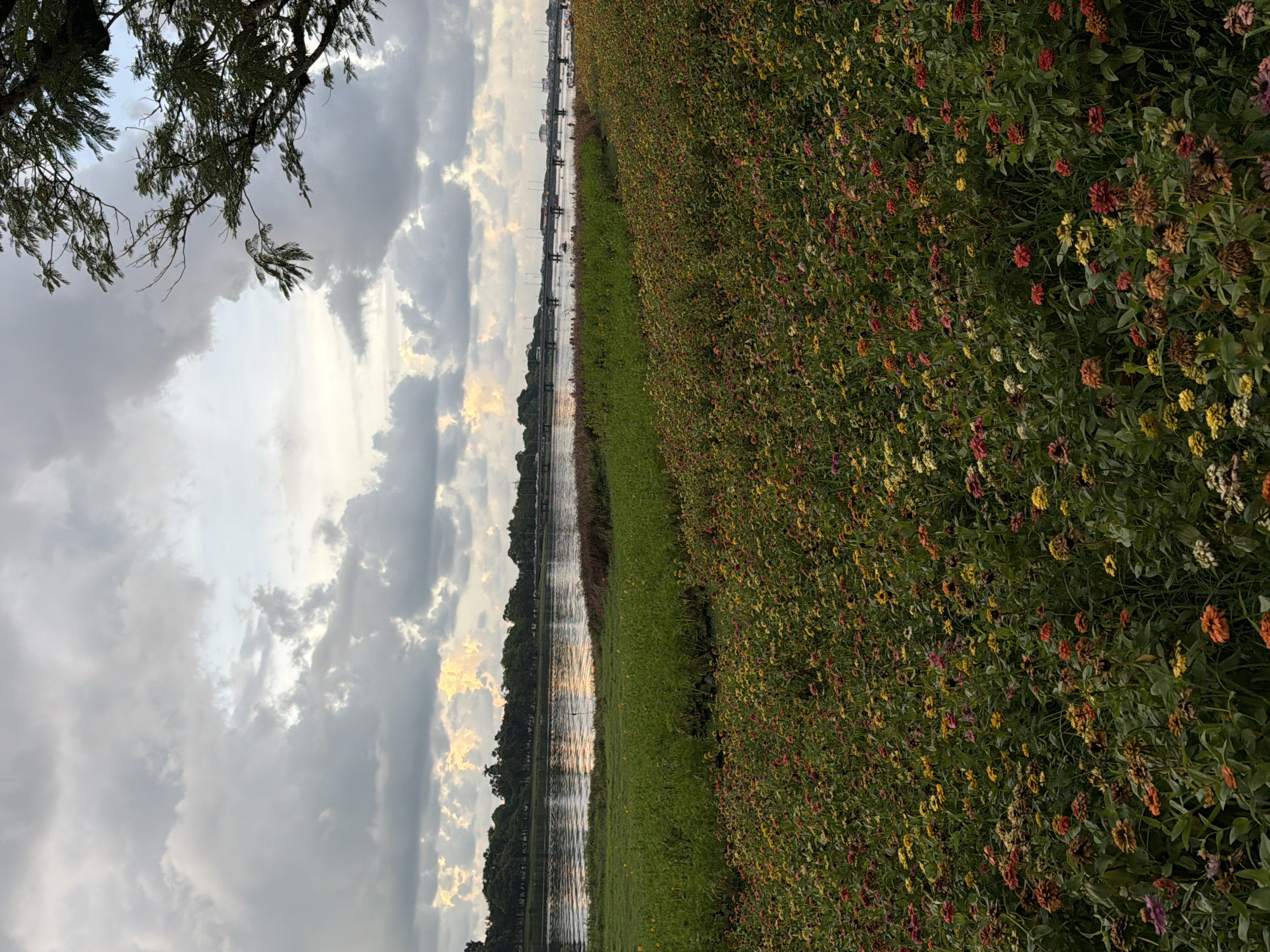 The image depicts a scenic view of the Thuận Hóa Ward in Vietnam, focusing on a vibrant field of flowers bordering a tranquil body of water. In the foreground, a dense carpet of multicolored flowers, predominantly in shades of red, yellow, and orange, stretches across the frame, with green foliage interspersed. Beyond the flower field, a strip of lush green grass leads to a calm river. The river reflects the overcast sky, with hints of sunlight breaking through the clouds, casting a warm glow on the water's surface. Across the river, a line of trees forms a verdant backdrop, beyond which a bridge can be seen spanning the water. Several boats are visible on the river, and a few indistinct figures are present on the riverbank and on the bridge, suggesting activity. The sky is filled with dramatic, heavy clouds, with patches of lighter sky and illuminated cloud formations visible, hinting at a sunset or sunrise. A large tree branch with green leaves extends into the upper right corner of the frame, framing the sky.