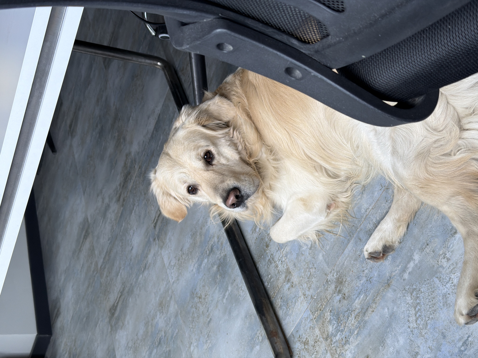 A golden retriever lies under a black office chair and a white desk. The dog is looking towards the camera with a soft expression. The floor is a light blue tile. The location is not discernible from the image.
