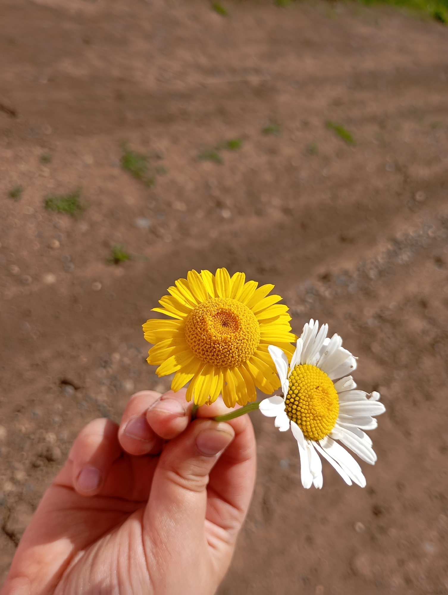 A close-up, outdoor, eye-level shot shows a person's hand holding two daisies. The hand is light-skinned and positioned in the lower left of the frame. The daisies are held by their stems, one a vibrant yellow with a ruffled appearance and the other white with yellow at its center. They are positioned in the center of the frame. The background is a blurred, brown, dirt surface with small patches of green vegetation scattered throughout. The scene suggests a natural, possibly rural or park-like setting. The location is identified as Ryabki, Russia.