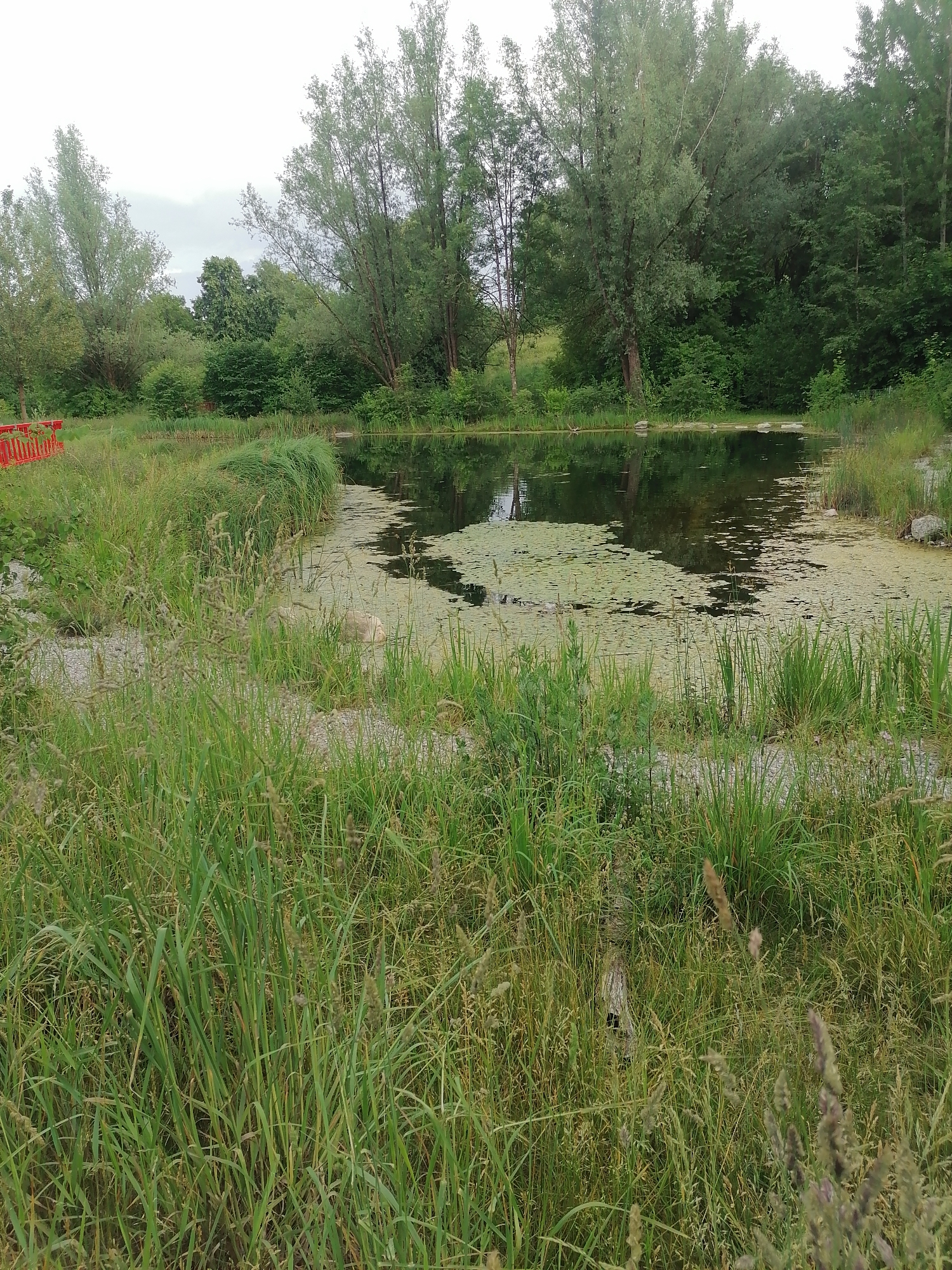This is a horizontal, eye-level medium shot of a pond surrounded by lush greenery and trees. The pond itself is partially covered with a layer of green algae or duckweed, with patches of dark, still water visible. Several lily pads are scattered across the surface.
In the foreground, tall green grass and reeds dominate, with some sparser, drier grasses intermingled. There are scattered light-colored stones or gravel visible amidst the vegetation near the pond's edge. A bright red barrier, possibly a temporary construction fence, is visible to the far left, partially obscured by the tall grass.
In the background, a dense line of various trees, mostly deciduous with some conifers mixed in, forms a natural backdrop. The sky is overcast with a pale, hazy appearance, suggesting either early morning, late evening, or a generally cloudy day. The overall atmosphere is natural and somewhat wild, with a sense of tranquility. There is no visible text in the image. The location is Unterhaching, Germany. The image captures a natural pond environment on a cloudy day.
