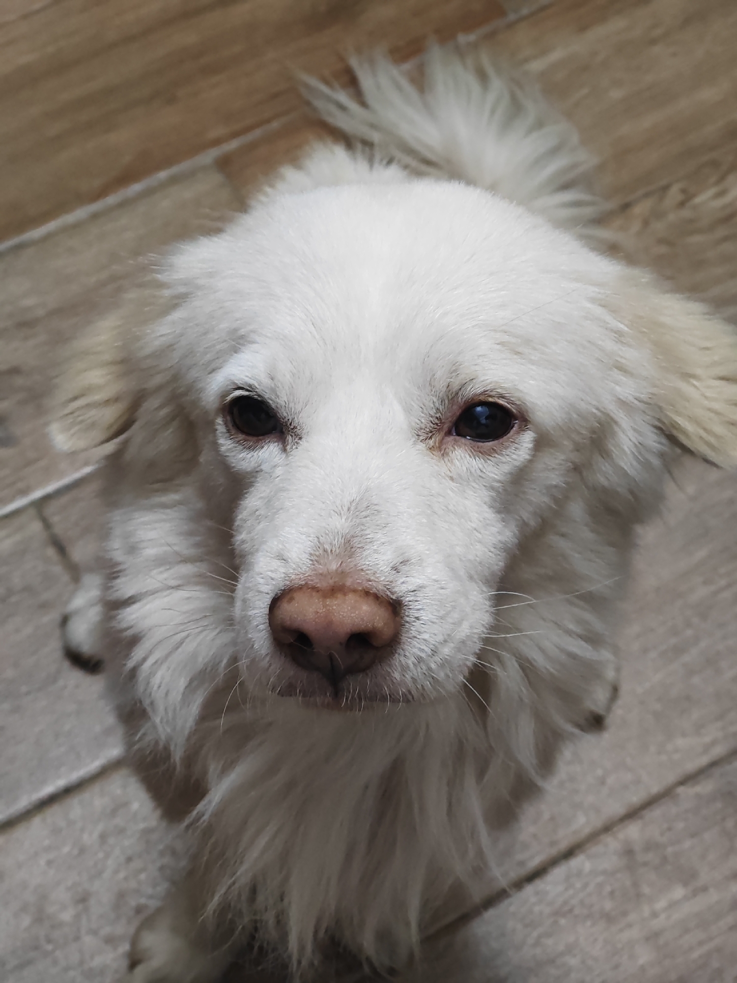 The image shows a close-up, overhead view of a white dog with brown eyes and a pink nose, sitting on a floor with a wood-like tile pattern. The dog's fur is long and fluffy. The background consists of the floor, which is light brown with darker lines separating the tiles, suggesting an indoor setting. There is no visible indication of the city of Da Nang, Vietnam, or any other specific location. The scene is static, with the dog looking directly at the camera.