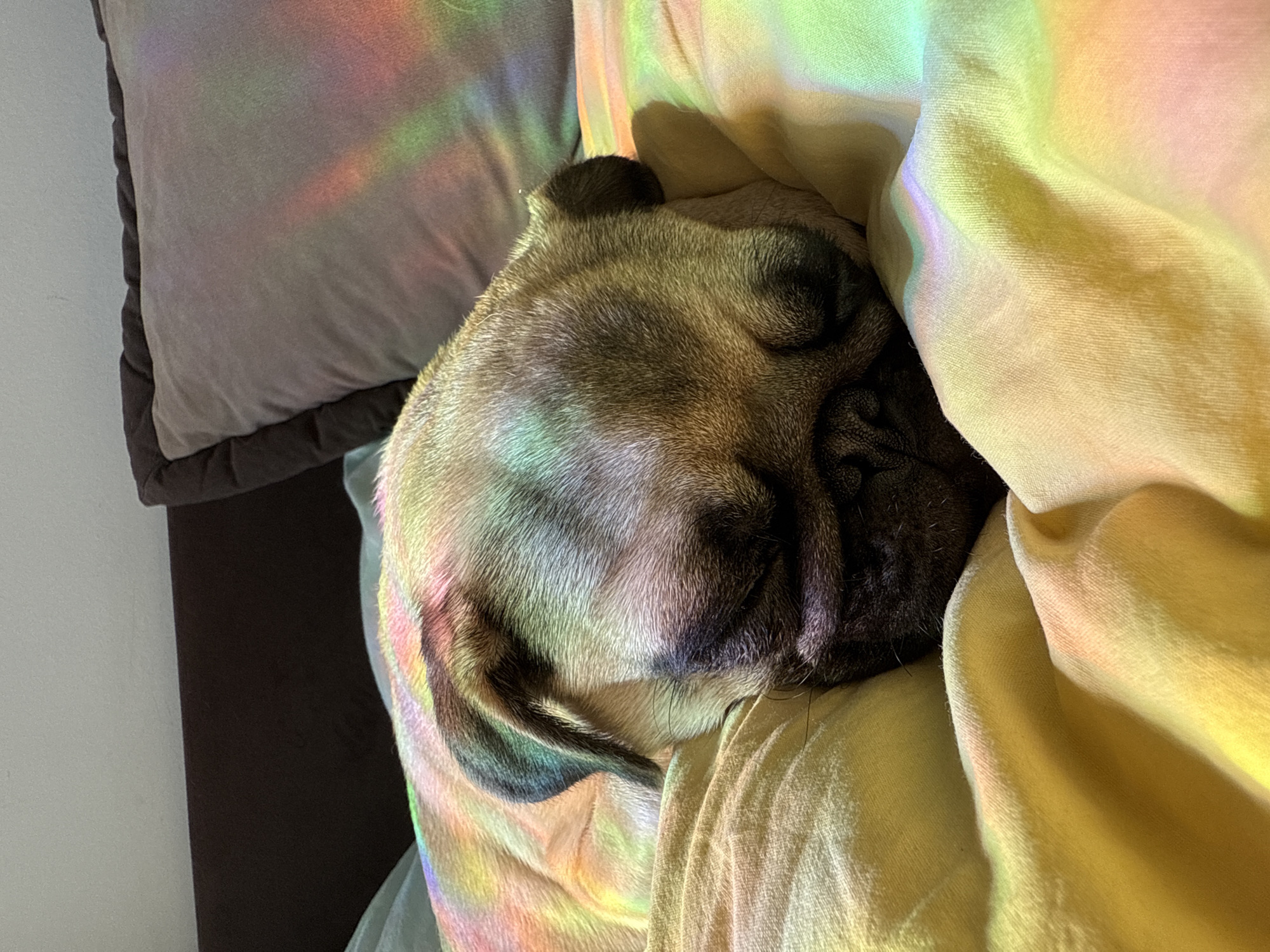 A pug is sleeping on a bed, with its face partially visible. The pug's fur is tan and black, and it has a wrinkled face. The bed is covered with yellow and pink blankets, and there are pillows in the background. The scene is illuminated by a rainbow-colored light, which casts colorful reflections on the pug and the bedding. The background consists of a dark brown headboard and a gray pillow.