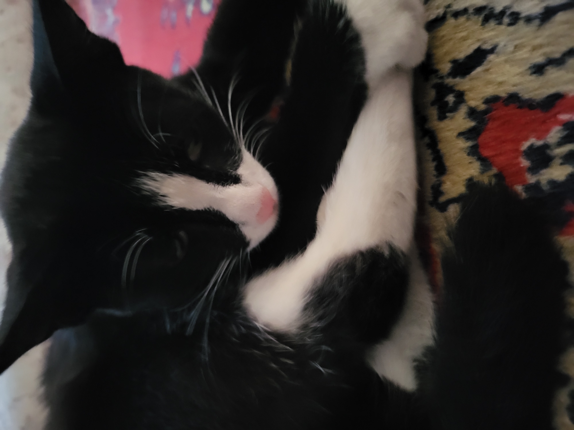 A close-up, eye-level shot shows a black and white tuxedo cat resting on a patterned rug. The cat's head is turned to its right, with its eyes closed. A patch of white fur extends from its nose up to its forehead, and white fur also covers its chest and paws. The cat's pink nose and white whiskers are visible. The rug beneath the cat has a detailed pattern of red, yellow, and black geometric shapes. The background is slightly out of focus and appears to be a soft, possibly fabric surface with a pink hue. The image is undated and its location in Pavlodar, Kazakhstan cannot be determined.