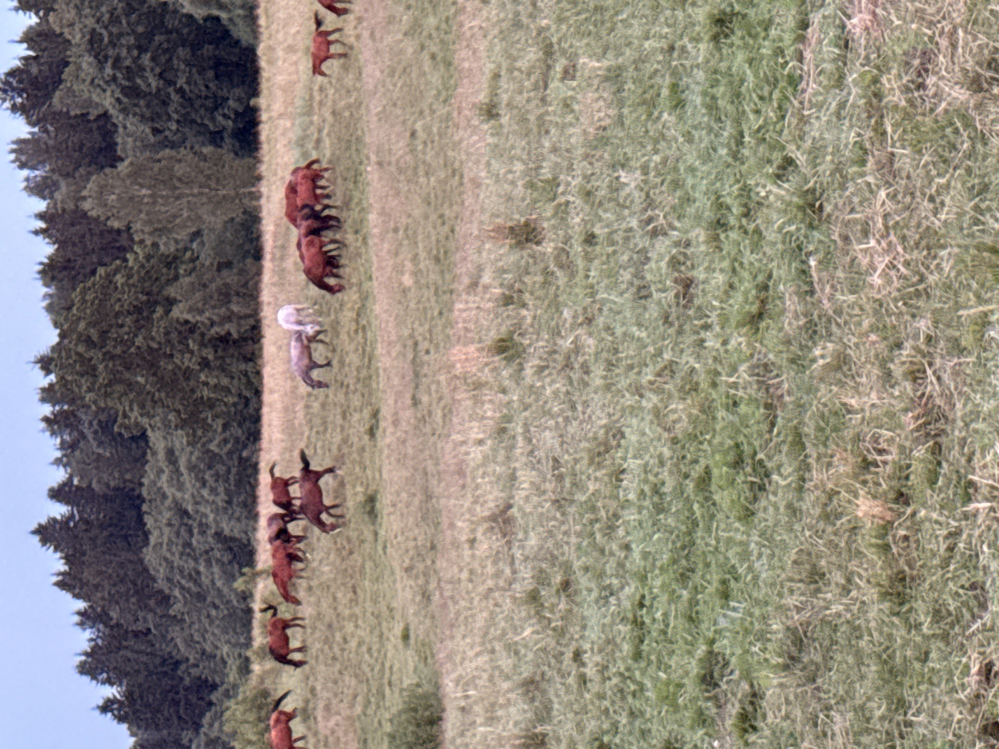 The media file shows a herd of horses in a grassy field, with a dense forest in the background. The scene is set in Galinė, Lithuania. The horses are of various shades of brown, with one lighter-colored horse in the middle of the herd. They appear to be grazing or standing in the field. The time of day seems to be daytime, likely late afternoon or early evening, given the soft lighting and shadows. The weather appears to be fair. The image is taken from a slight distance, providing a view of the entire herd and their surroundings. There is no visible text in the media file.