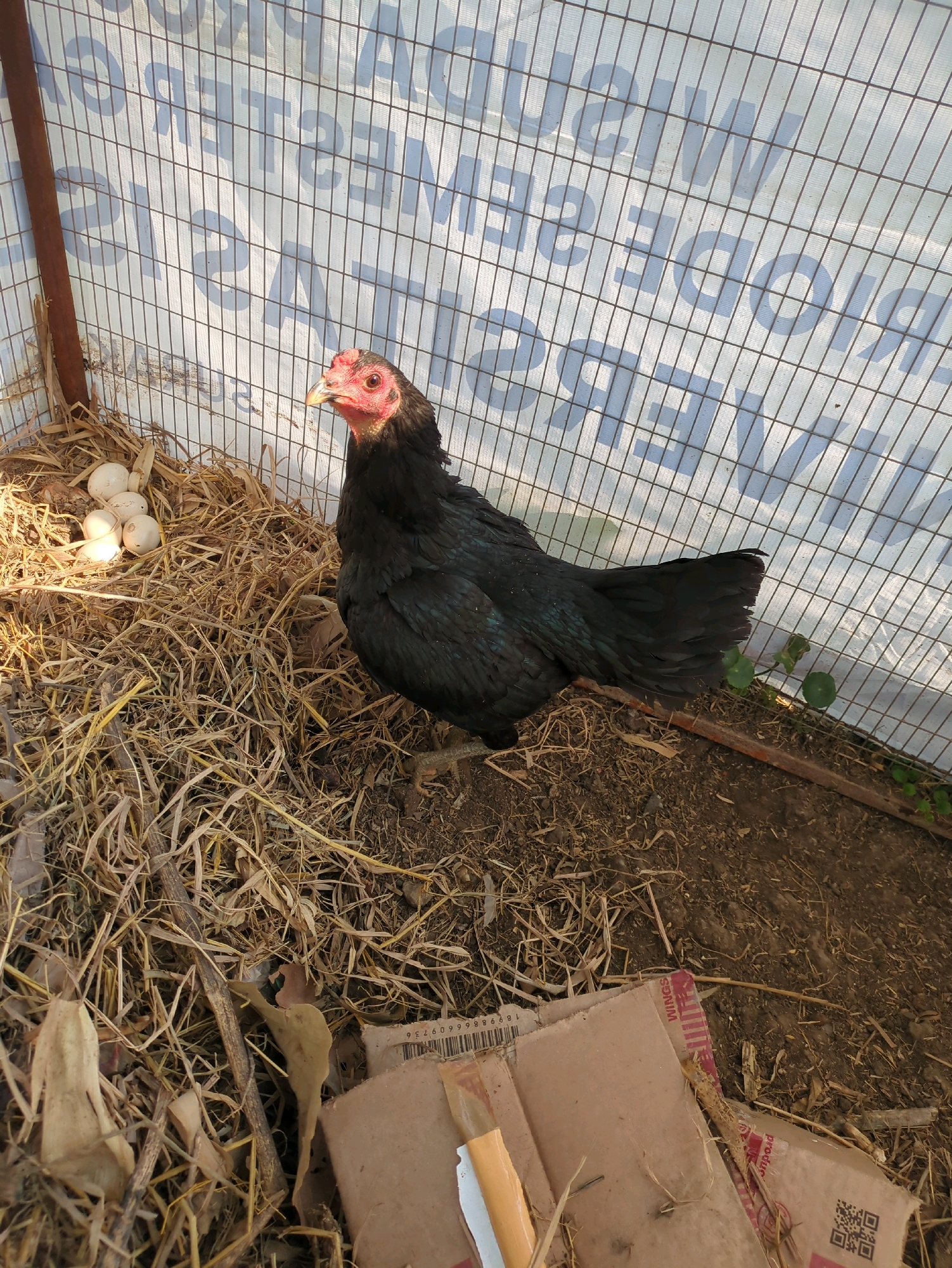 A black hen is sitting in a nest of straw within a wire enclosure in Sindon, Indonesia. Several light-colored eggs are visible in the nest to the left of the hen. The background consists of a white tarp with a grid pattern and faint lettering. The ground is dirt and straw, with some dried leaves and twigs. Pieces of cardboard are also present on the ground.