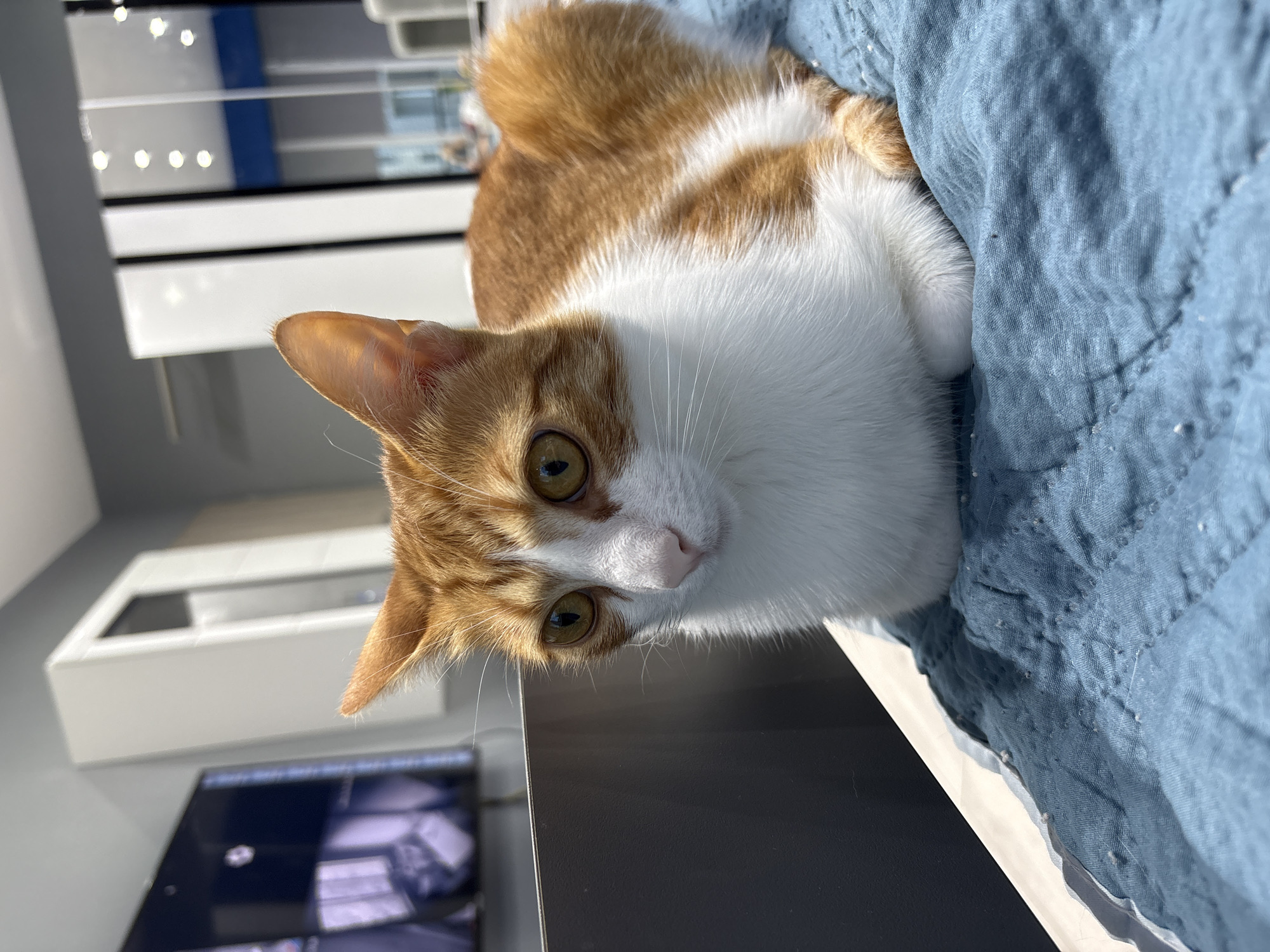 An orange and white cat is sitting on a blue quilted blanket. The cat is facing left and looking towards the camera with wide, amber eyes. The cat's fur is short and soft. The background is out of focus and appears to be an indoor setting with modern furniture and a television screen. The location is not specified.