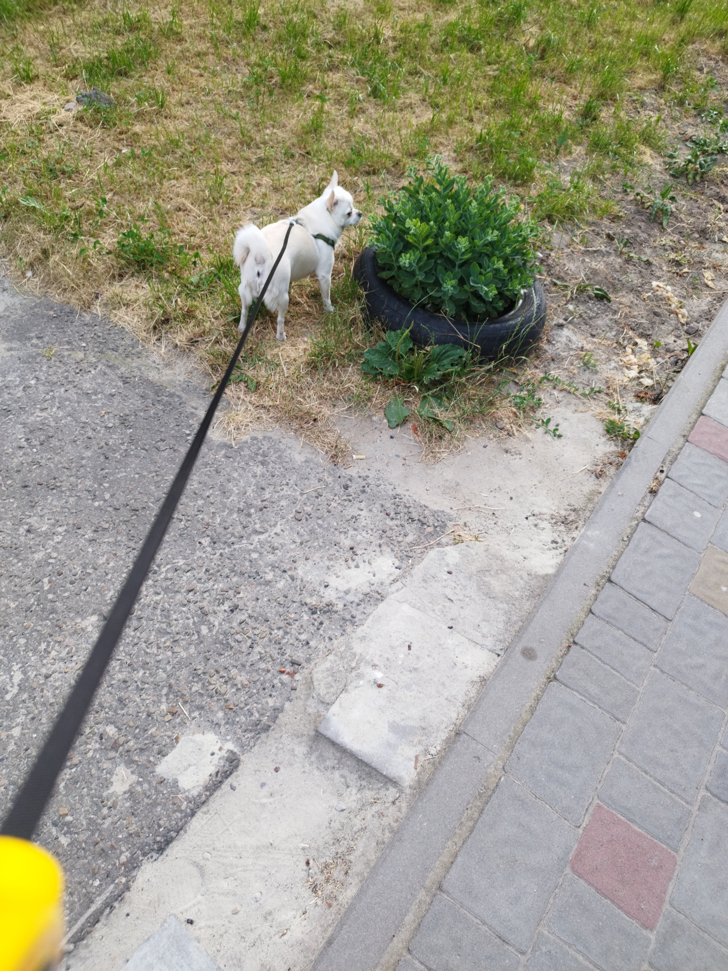 A small white dog wearing a green collar is on a black leash, standing on a grassy area next to a paved walkway. The dog is looking to the right. In the background, there is a green plant in a black tire. The ground is a mix of grass, dirt, and pavement. The walkway is made of gray and red pavers. The scene appears to be outdoors in an urban environment.