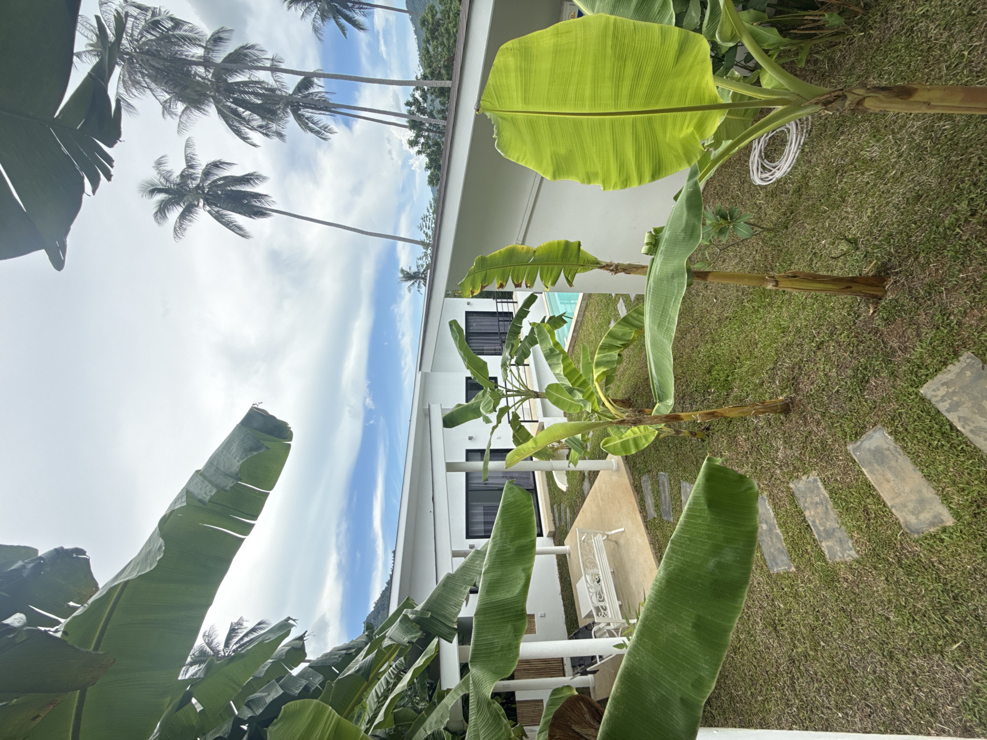 The image depicts a lush tropical garden setting with a modern white building. Large, vibrant green banana leaves dominate the foreground, creating a sense of depth and immersion in the foliage. In the background, a white building with large windows and a swimming pool is visible. Beyond the building, a vista of palm trees and a verdant, mountainous landscape under a bright, partly cloudy sky suggests a tropical locale. The presence of palm trees and the type of vegetation strongly indicate a location in Thailand, consistent with the provided context of Baan Lamai. The lighting and clear sky suggest it is daytime, likely mid-morning or afternoon. There is no discernible activity or event taking place, creating a peaceful, static scene. The overall mood is serene and inviting, showcasing the beauty of a tropical resort or private residence. No text is visible in the image.