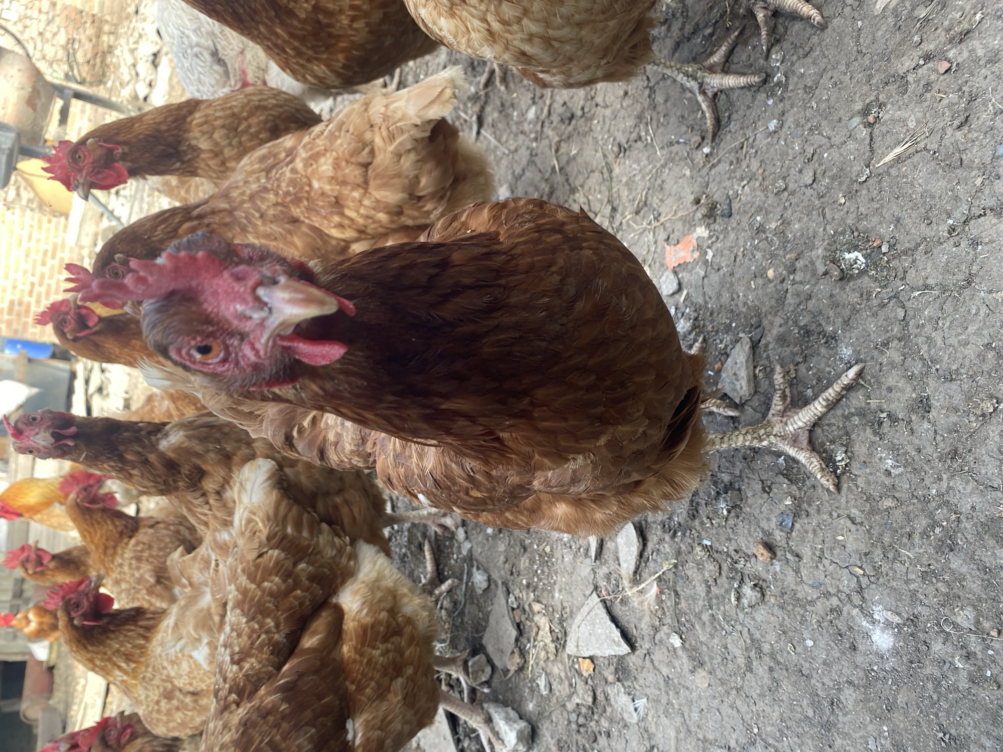 In an outdoor, dirt-floored enclosure in Kisliakovskaya, Russia, a flock of brown chickens is gathered. The chicken in the foreground is positioned directly facing the camera, its head and upper body prominently featured. Its comb is bright red, and its eyes are visible. Other chickens are visible in the background, some in focus and others slightly blurred, with their bodies and legs visible. The ground is composed of dry, cracked dirt with scattered debris, including small stones and a piece of white material. The environment suggests a rural or farm setting.