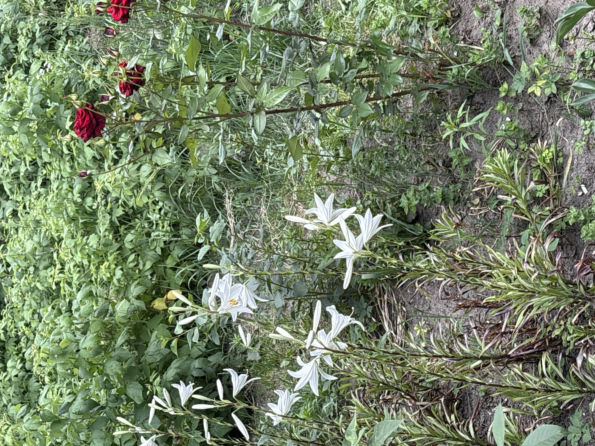 In a garden setting, several white lilies and red roses are in bloom. The lilies have long, slender petals and are arranged in clusters on thin stems. The roses are a deep red color, with some fully open and others still in bud. They are growing on thorny branches. The background is filled with lush green foliage and some patches of dry grass and soil. The scene is an outdoor environment, likely a garden, with no people or animals present.