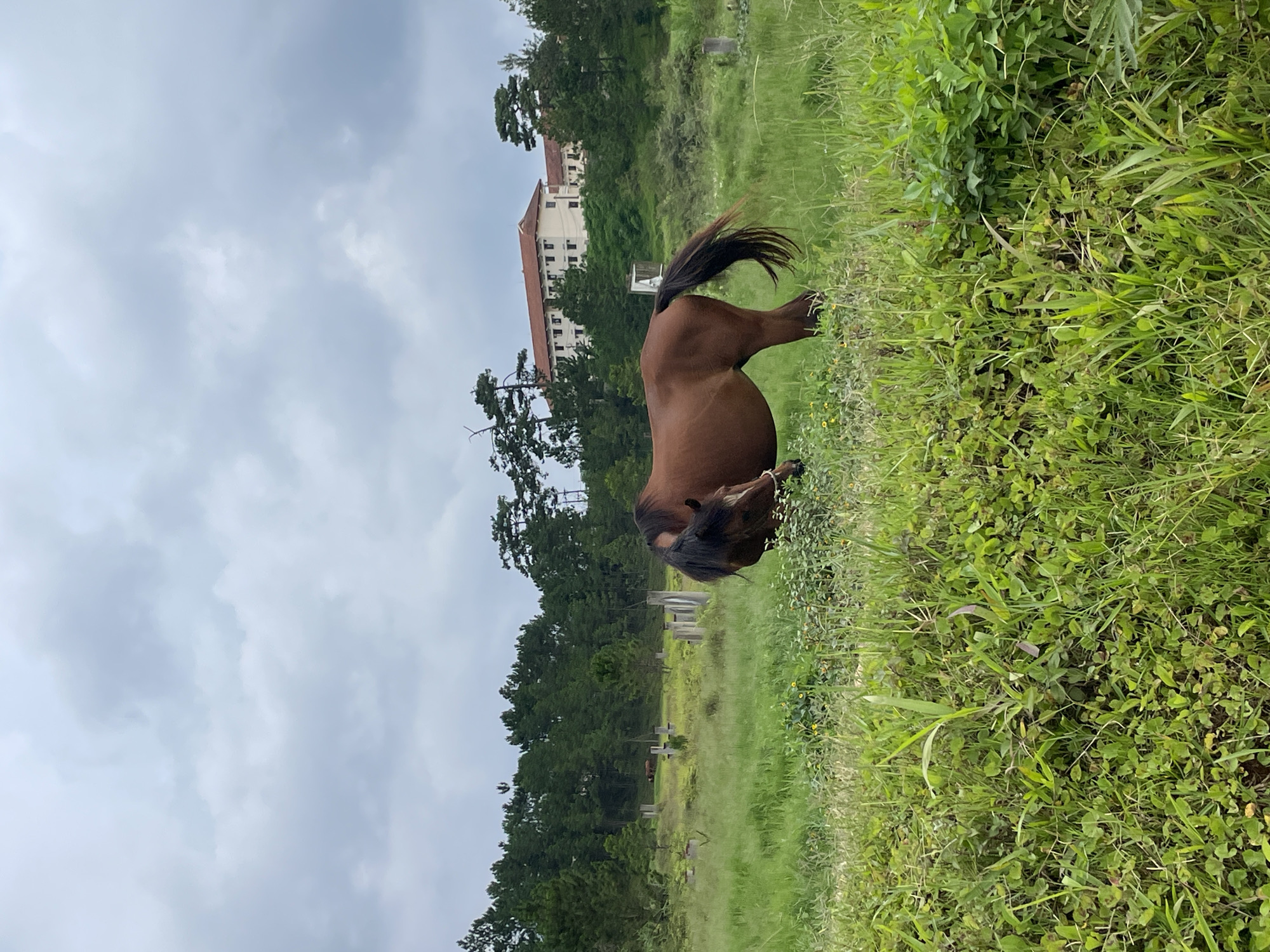 A brown horse stands in a field of lush green grass and wildflowers under a cloudy sky. The horse is facing away from the camera, with its tail held high and its head lowered, possibly grazing. In the background, a large, multi-story building with a red tiled roof sits atop a hill, surrounded by dense green trees. The landscape suggests a rural or semi-rural setting. The sky is overcast, indicating a possibly cool or damp day. The image has been rotated 90 degrees clockwise, making the landscape appear vertical. No text is visible in the image. The overall mood is serene and natural.