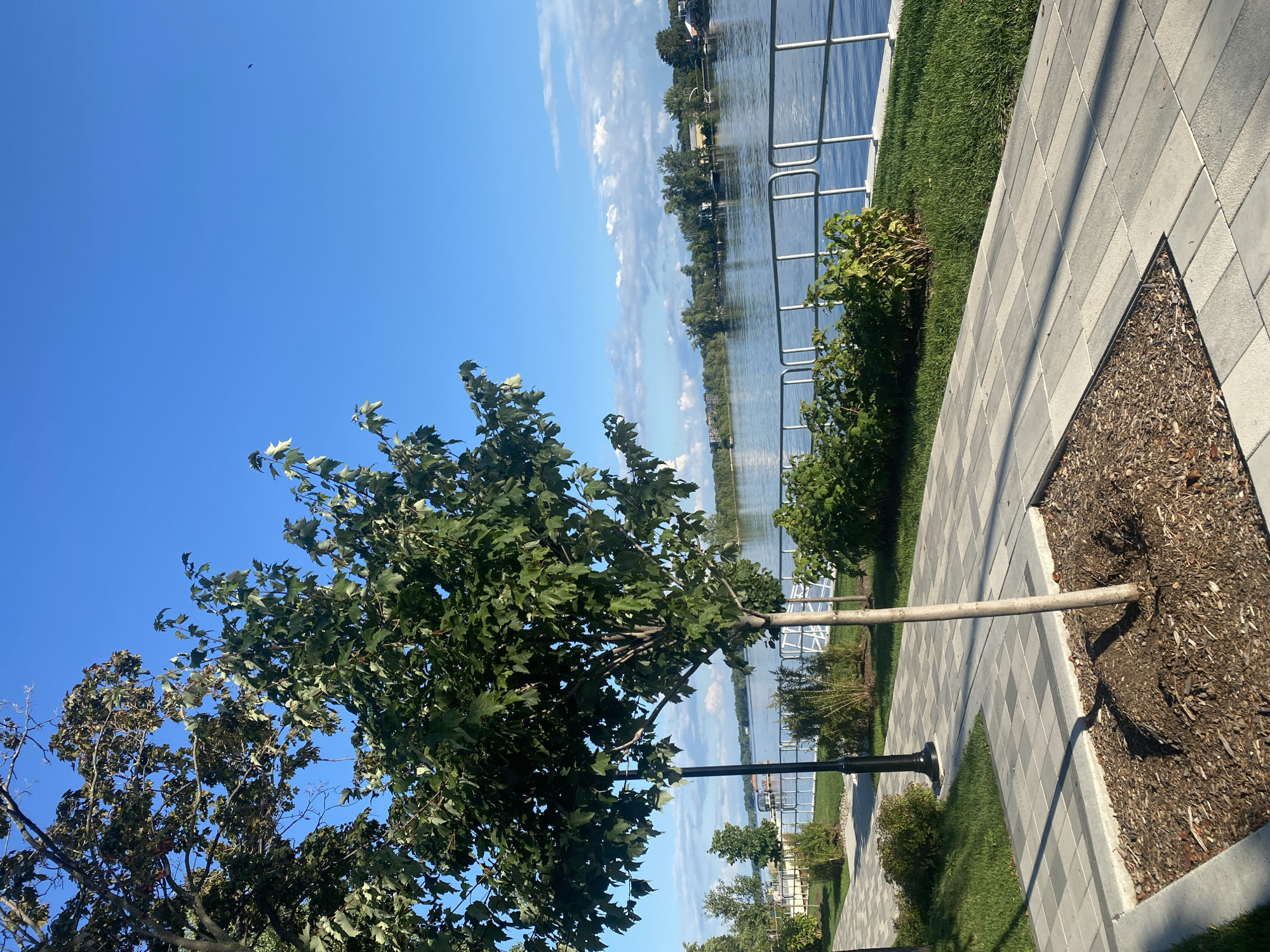 This is an eye-level, medium shot of a paved pathway running alongside a body of water, likely the St. Lawrence River, in Sainte-Anne-de-Bellevue, Canada. A young, leafy tree is planted in a mulched bed to the left of the pathway, with a black lamppost behind it. The pathway is constructed of light and dark grey pavers laid in a staggered pattern. Beyond the pathway, a strip of green grass borders the water. A silver metal railing runs along the edge of the grass. The water is calm and reflects the blue sky and scattered white clouds. Across the river, a treeline with buildings and some boats is visible. The sky is a clear, bright blue. A small bird is visible in flight in the upper right quadrant of the image.
