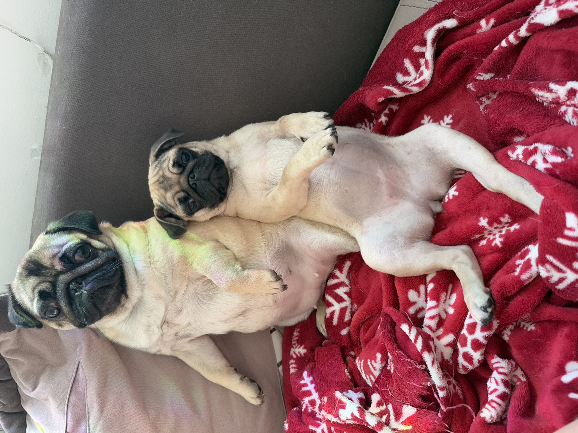 Two fawn-colored pugs are seen relaxing indoors, likely on a couch or bed. The image is taken from a slightly overhead perspective, showing the animals resting comfortably during what appears to be daytime, indicated by bright, natural light.
One pug, which appears to be a smaller, younger animal, is lying on its back with its paws curled up, exposing its belly. Its face, with a black snout and dark eyes, is looking directly towards the camera. Its body is positioned on a dark gray/brown upholstered surface and partially on a vibrant red blanket patterned with white snowflakes.
The second pug, appearing larger and possibly an adult, is lying beside and slightly on top of the smaller pug, with its head resting on the smaller pug's side. This pug also has a black snout and dark, expressive eyes, looking calmly at the camera. Its body is mostly on a light brown/tan cushioned surface, possibly a dog bed.
The setting suggests a cozy and relaxed environment, with the pugs seeming content and at ease. A faint string of lights is visible on a light-colored wall in the upper left background. There is no visible text in the image.