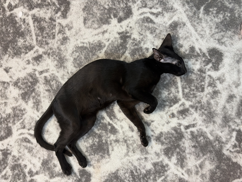 A black cat, appearing to be of a slender build with large ears, is depicted lying on a patterned rug. The cat is positioned on its back and side, with its body curled. Its head is oriented towards the lower right of the frame, slightly tilted to the right, revealing one visible eye and the inner ear. Its front paws are tucked, and its hind legs are extended and bent, with the tail curving over its rear section. The rug features an abstract, mottled pattern primarily in shades of grey and off-white. The environment is indoors, consistent with a domestic setting. The specific location within the city of Chaikovsky, Russia, cannot be determined from the visual information provided.