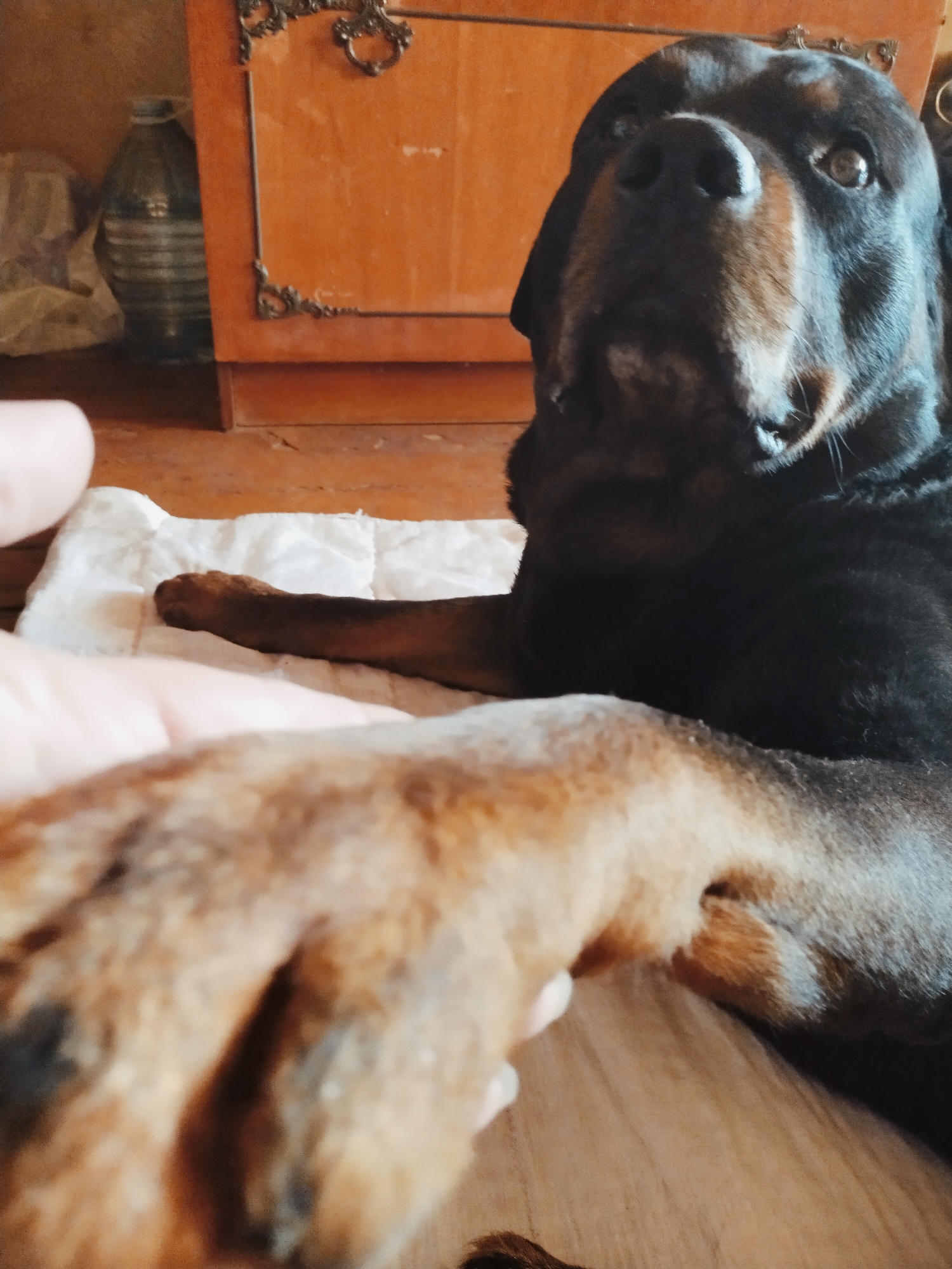 A Rottweiler dog lies on a white quilted mat. The dog's head is turned towards the camera, with its mouth slightly open and tongue visible. Its large paws are in the foreground, one of which is resting on a human hand. In the background, a wooden dresser with ornate metal accents is visible, along with a large plastic bottle and some white bags. The floor appears to be made of wood. The scene is indoors.
