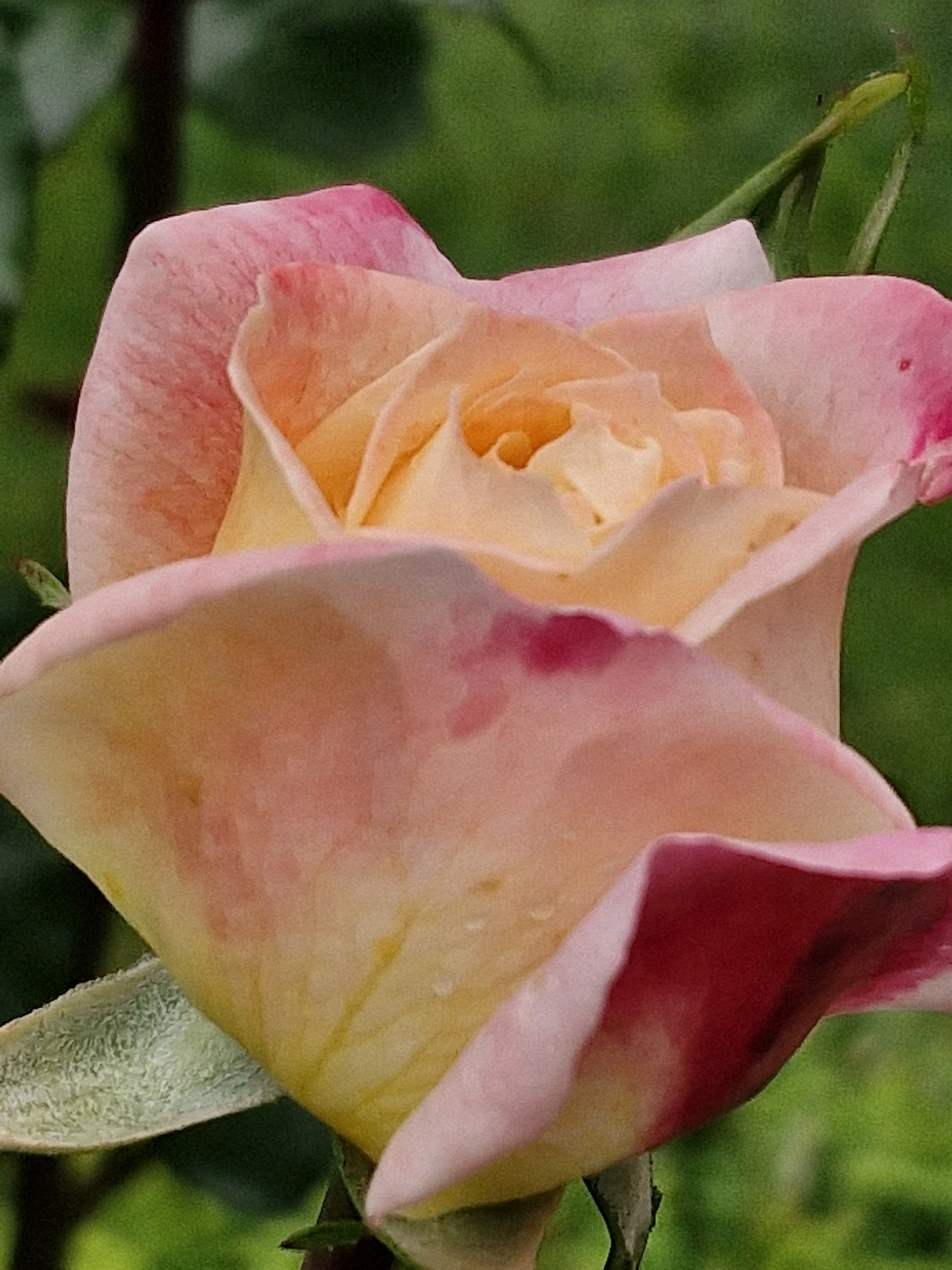 A close-up, vertical shot showcases the delicate petals of a peach-colored rose, tinged with pink. The rose is in bloom, with its petals unfurling to reveal a lighter yellow interior. A few small water droplets are visible on the petals, suggesting recent rain or dew. The background is a soft blur of green foliage. The rose is positioned in the center of the frame, with its stem barely visible at the bottom. The lighting is natural and diffused, creating soft shadows and highlighting the textures of the petals.