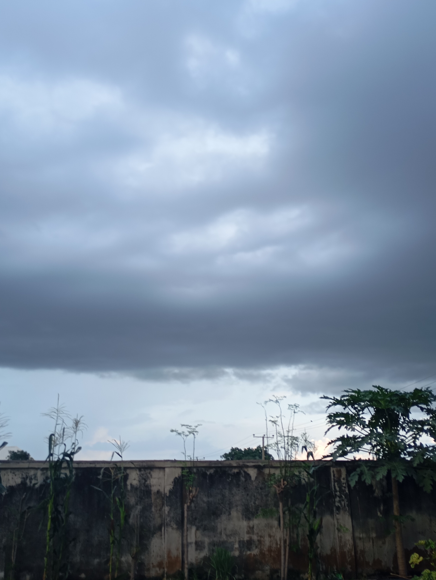 The image captures a grey, overcast sky with thick clouds dominating the upper portion. Below the clouds, a weathered concrete wall runs horizontally across the frame. Various plants, including corn stalks and what appears to be a papaya tree, grow along the top of the wall. The scene is devoid of people. The environment suggests an outdoor setting, possibly a backyard or garden area within the city of Shendam, Nigeria. The lighting indicates either early morning or late afternoon, with the heavy cloud cover obscuring direct sunlight.