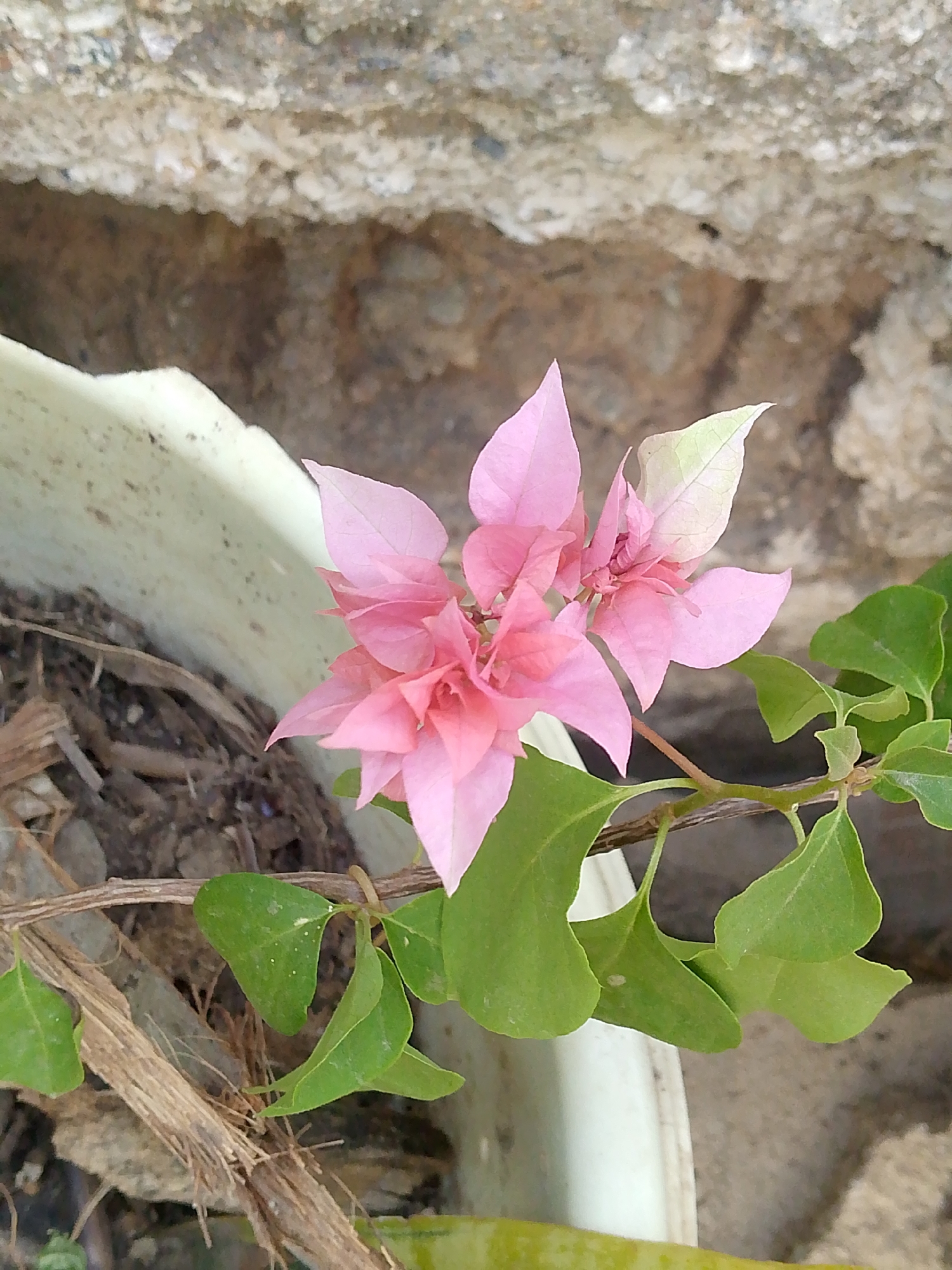A close-up shot depicts a pink bougainvillea flower in bloom. The flower is the central subject, positioned in front of a rough, concrete wall and the rim of a container holding soil and dried plant matter. The environment suggests an urban garden setting. The location is indicated as Juan Griego, Venezuela, though this cannot be independently verified from the visual data.
