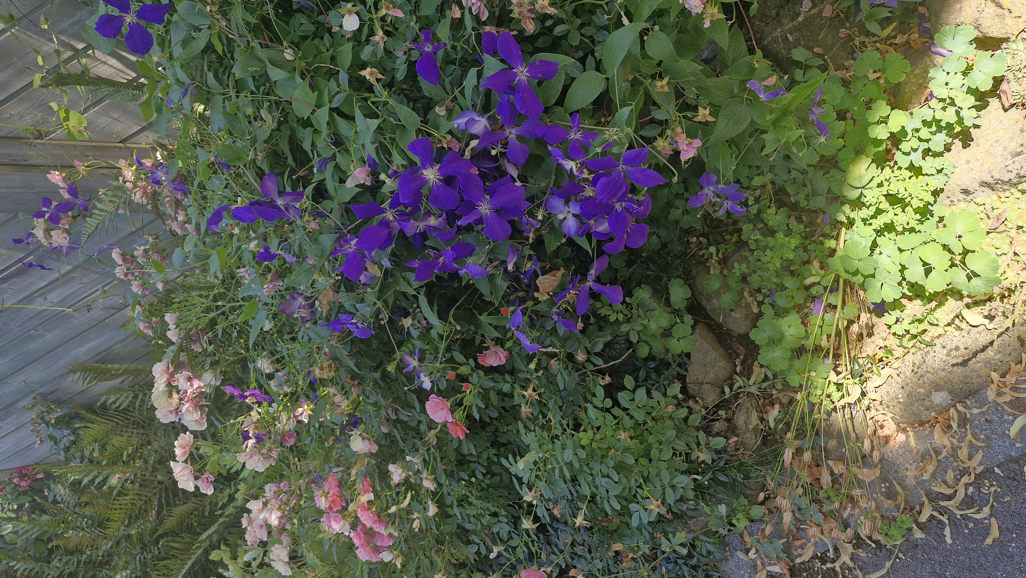 The image depicts a vibrant garden scene at ground level, featuring a dense arrangement of flowers and foliage against a weathered wooden fence. Prominently displayed are clusters of deep purple clematis flowers, their star-shaped petals forming a striking contrast with the surrounding greenery. Interspersed among the clematis are delicate pink and cream-colored roses, adding softness and color variation to the composition. Fern fronds are visible on the left, adding texture and depth. The ground is covered with lush green clover-like plants and scattered dry leaves, suggesting a natural, slightly untamed garden setting. Rocks are partially visible amongst the greenery. The wooden fence behind the plants appears aged, with visible grain and some slight discoloration. This scene is located in the municipality of Wattenwil, Switzerland, a region known for its scenic beauty and well-maintained gardens. There are no people or animals visible in the image, nor any specific actions or interactions taking place. The overall impression is one of a thriving natural environment, showcasing a rich variety of plant life.