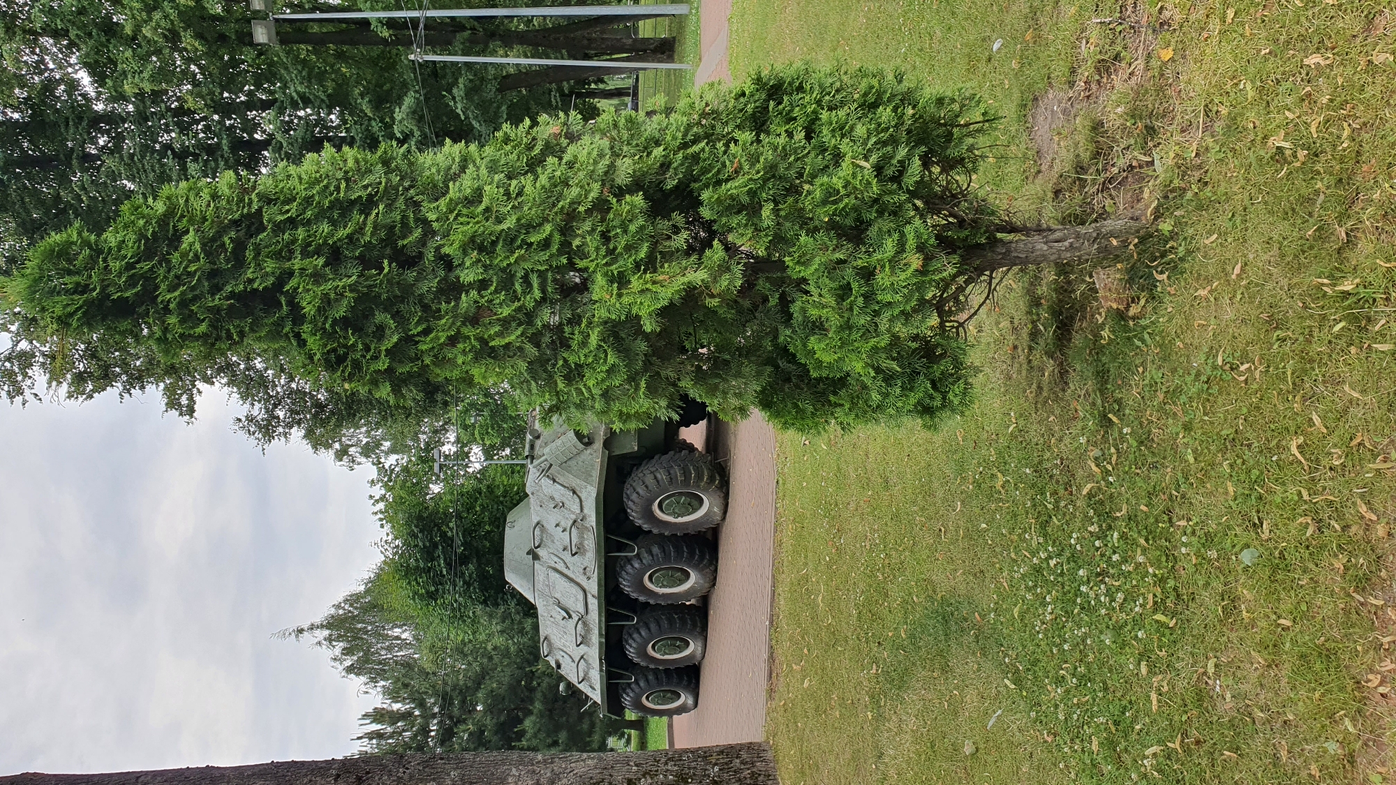 A large, green armored personnel carrier with eight wheels is parked on a paved area in front of a grassy lawn and a dense evergreen tree. The vehicle is angled towards the right side of the frame, with its front facing away from the viewer. The APC appears to be a static display, possibly in a park or memorial site. Behind the APC, there are more trees and a cloudy sky. The foreground is dominated by the grassy lawn, with some scattered leaves and small white flowers. To the right of the APC and in the foreground, a tall, narrow evergreen tree stands prominently, partially obscuring the APC from view. The scene is set in an outdoor location, likely a public space. The specific location in Vitsebsk, Belarus, is not identifiable from the image alone. There are no people or animals present. The lighting suggests it is daytime, possibly overcast.