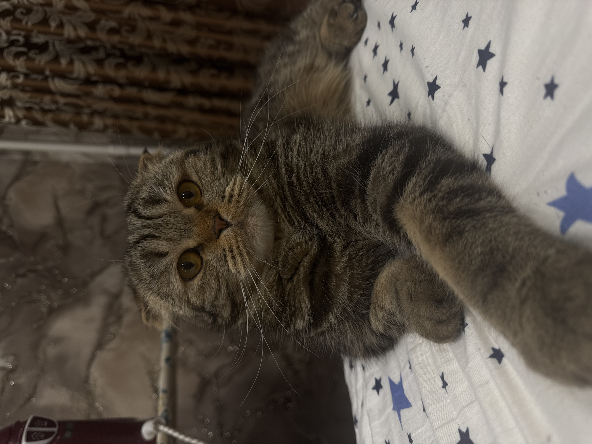 The image features a tabby cat with folded ears, likely a Scottish Fold or Scottish Straight, lying on a white fabric with blue star patterns. The cat is facing the camera with its paws extended. The background includes a textured wall or curtain in shades of brown. The location is stated as Chaikovsky, Russia, but this is not verifiable from the image alone.
