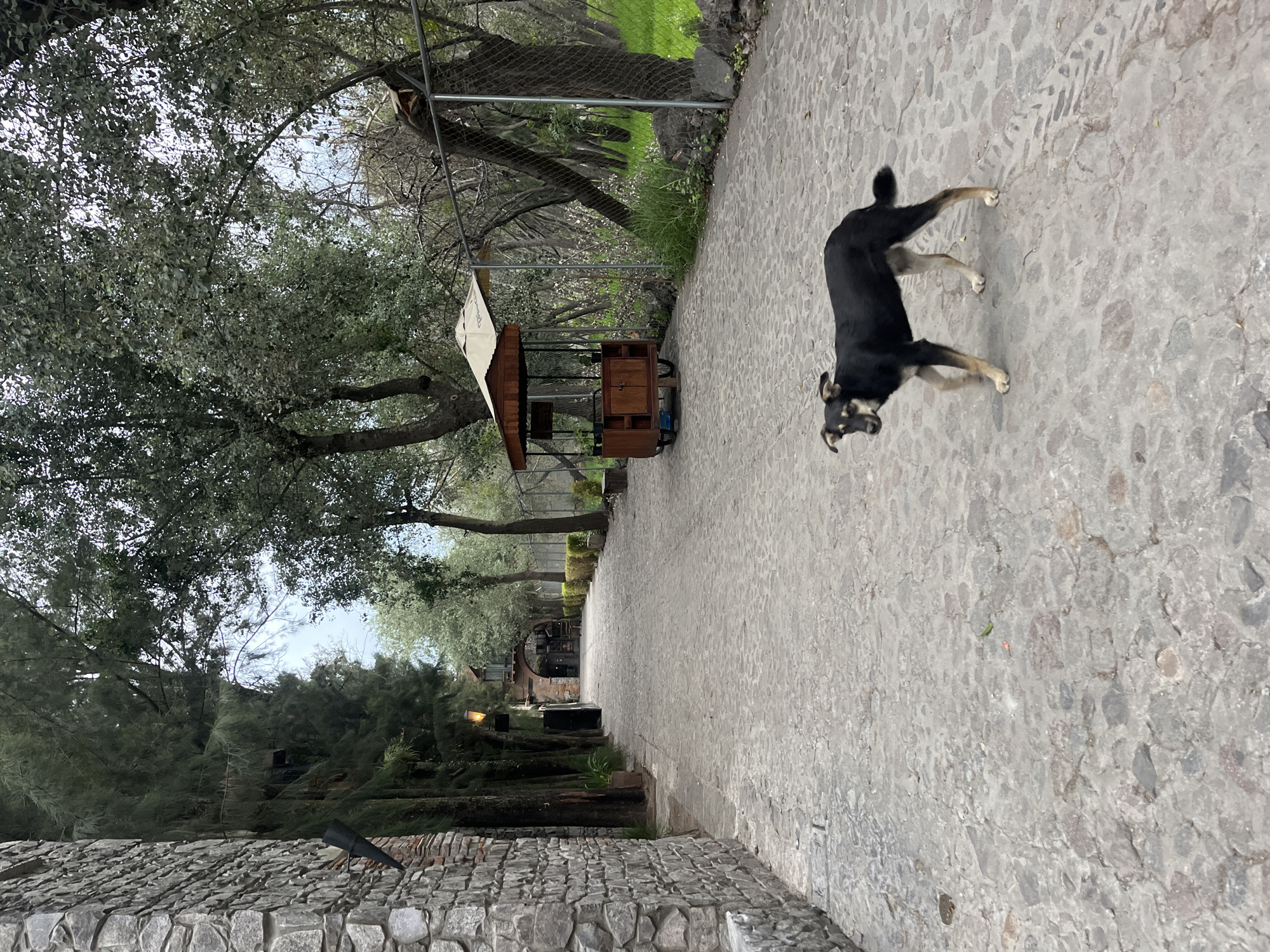 A black and tan dog is caught mid-motion on a cobblestone path in Domingo Arenas, Mexico. The path is flanked by trees and a low stone wall to the left, and a metal fence and green vegetation to the right. A small wooden cart with a white awning stands along the path. The scene appears to be outdoors, possibly in a park or garden area.