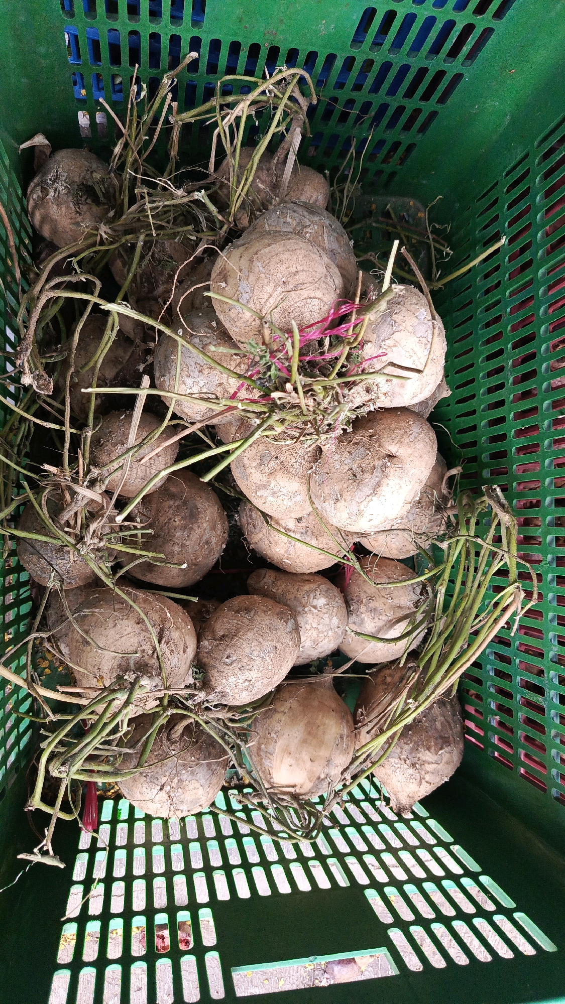 In a green plastic crate, a pile of jicama roots, some with attached vines and dirt, are displayed. The jicama are round and light brown, with a rough texture. The crate has a slatted design and is filled with the roots, suggesting a market stall in Kadipaten, Indonesia. The lighting is natural, likely from an outdoor setting, and the focus is on the jicama, creating a close-up view of the produce. The overall impression is of fresh, locally sourced food available for purchase.