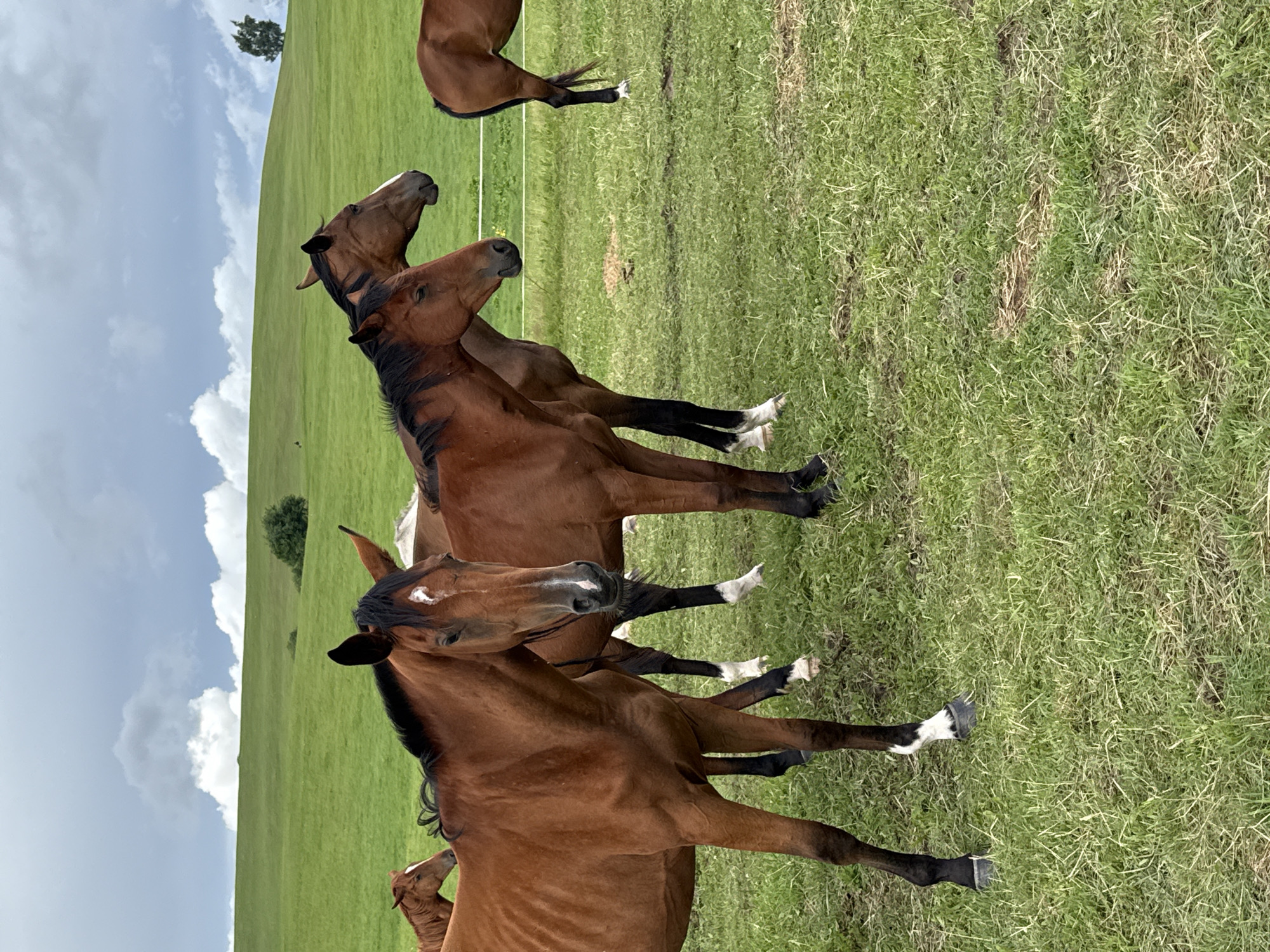 The image depicts a herd of brown horses in a green, grassy field under a cloudy sky. The horses are of various sizes and are positioned at different angles, with some facing the camera and others looking away. The foreground features three horses prominently, with their bodies and heads clearly visible. In the background, rolling green hills are visible, with a few scattered trees and a lone tree on a distant hilltop. A white fence runs horizontally across the middle ground of the image, suggesting the boundary of a pasture or paddock. The overall setting appears to be rural, with a natural landscape. There is no indication of it being in the city of Galinė, Lithuania.