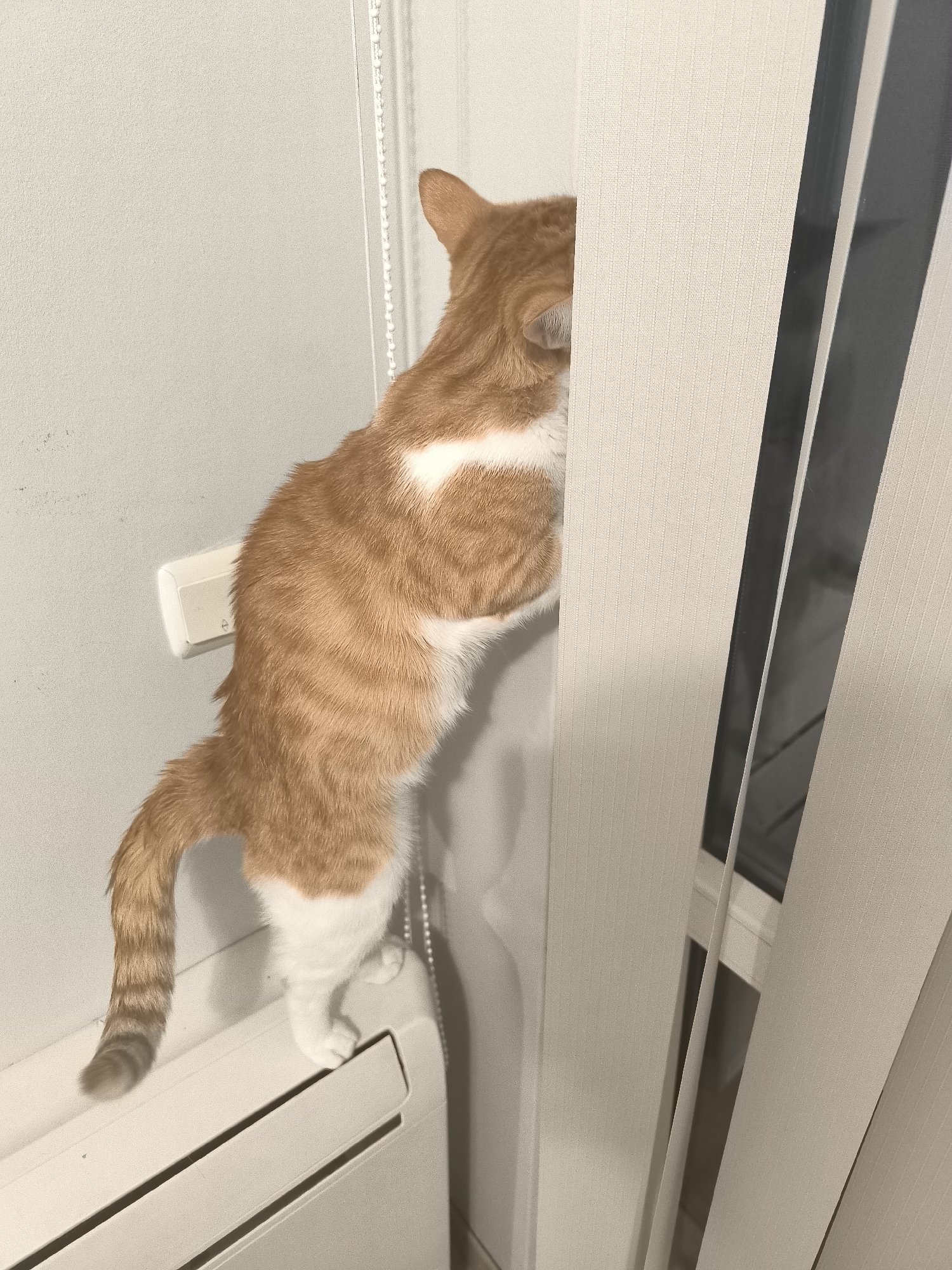 An orange tabby cat with white markings is standing on a white radiator cover next to a wall. The cat is reaching upwards and peering behind a set of vertical blinds. A white electrical outlet is visible on the wall. The location cannot be ascertained as Varna, Bulgaria.