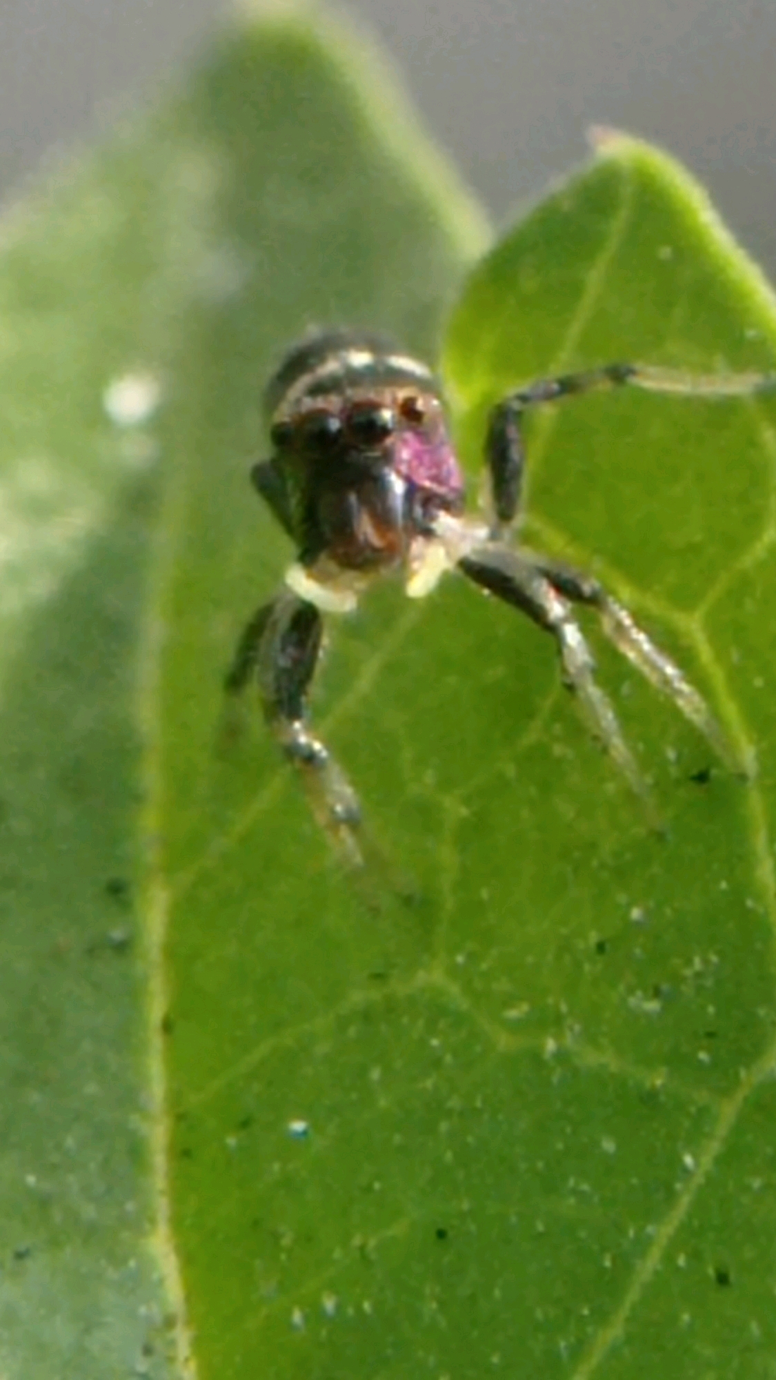 A close-up, macro photograph captures a small spider with iridescent purple markings on its head and dark, banded legs, perched on a vibrant green leaf. The spider's body is oriented towards the left of the frame, with its multiple eyes visible. The leaf's surface exhibits a network of fine veins and appears to have some small specks, possibly dew or dust. The background is softly blurred, with a lighter green hue, suggesting a natural outdoor environment. The image appears to have been taken in Bedali, Indonesia.