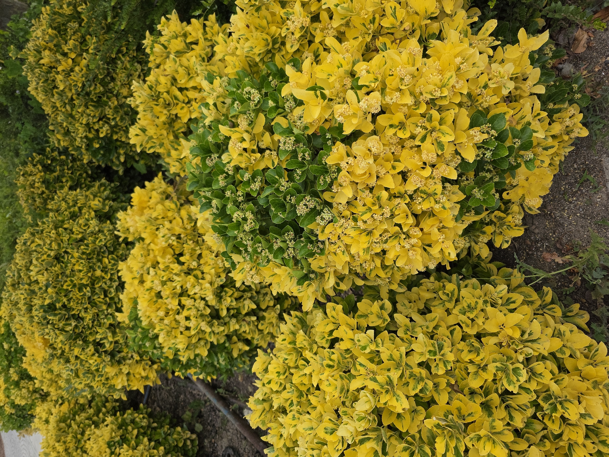 The image displays a close-up view of several bushes of variegated euonymus plants, characterized by their bright yellow and green leaves. The plants are densely packed and form mounds of foliage. In the foreground, two large bushes are prominent, with the one on the right showing more green leaves interspersed with yellow, and the one on the left being predominantly yellow. Behind these, more euonymus bushes stretch into the background, their colors blending together. The ground beneath the bushes appears to be soil and mulch, with some dry leaves visible. The setting suggests an outdoor environment, potentially a garden or landscaped area. The image does not depict any people, actions, or interactions.