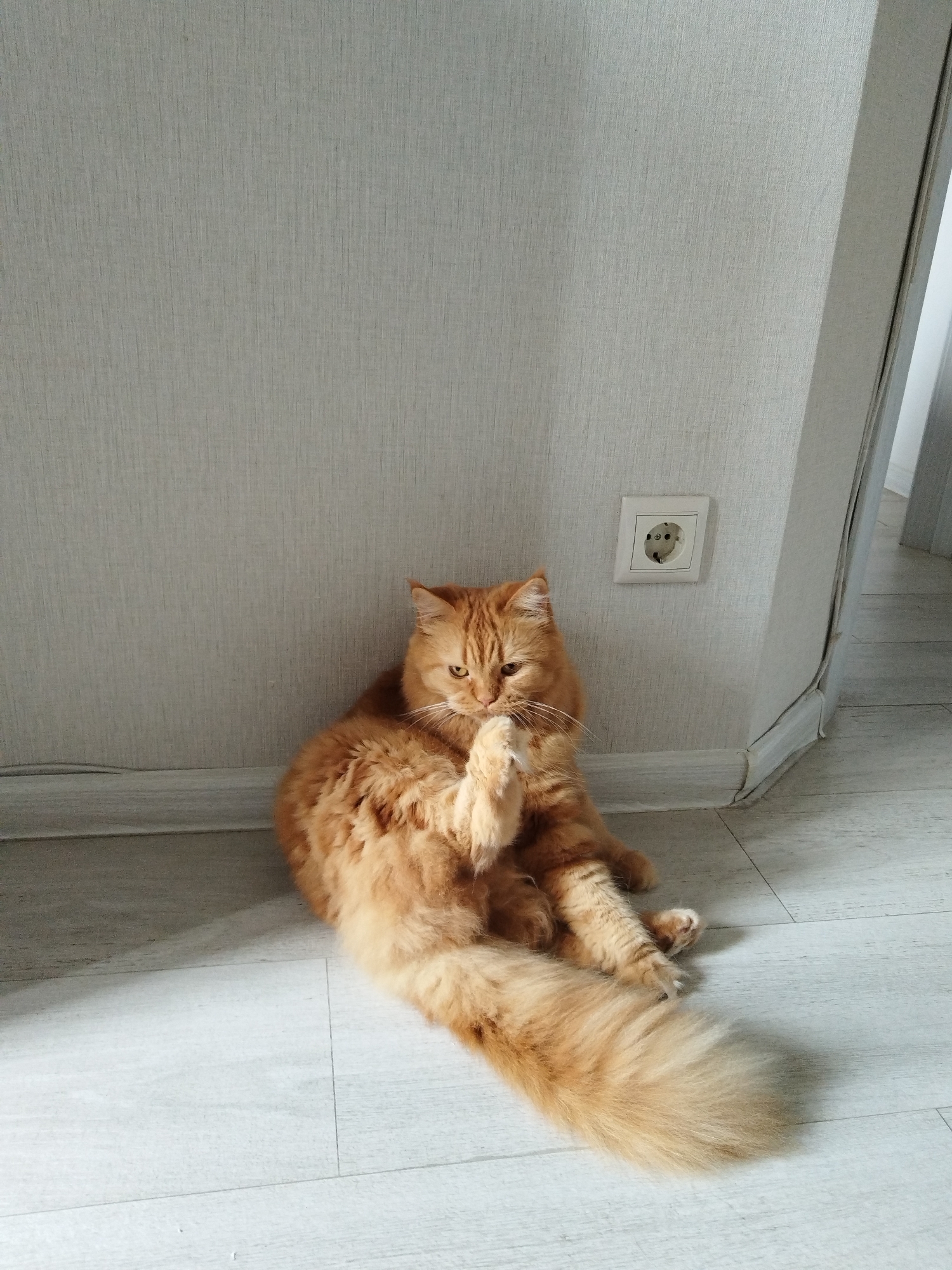 A fluffy ginger cat is sitting on a light wooden floor, leaning against a white wall. The cat is facing to its right, with its front paws raised to its face as if grooming or playing. Its tail, which is very bushy and long, is spread out behind it. A white electrical outlet with two round holes is visible on the wall to the right of the cat. The wall has a textured, light grey wallpaper. The flooring appears to be laminate or wood planks. The lighting suggests it is daytime, possibly afternoon, with soft light coming from the left, casting a shadow of the cat to its right. The overall scene is domestic and peaceful. No text is visible in the image. The location context provided is Sochi, Russia.
