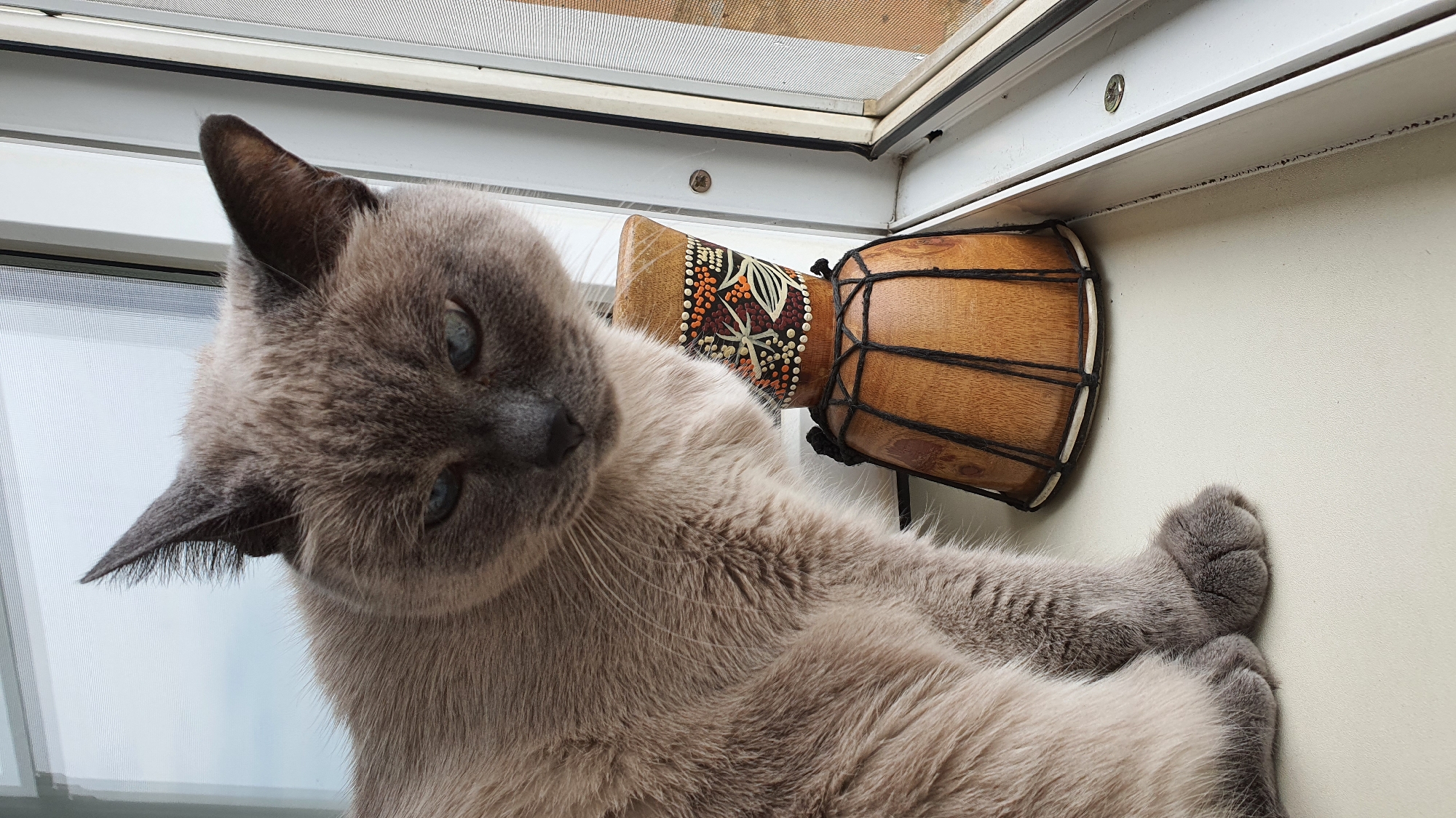 A Siamese cat with blue eyes sits on a windowsill next to a decorative wooden drum. The cat is light brown with darker points on its ears and face. The drum is small and cylindrical with black rope lacing and a colorful, patterned band around its top. The windowsill is white and the background shows a window with a screen and a cloudy sky. The scene is indoors, on a windowsill, which is a common architectural feature in apartments and houses. Without additional context or specific landmarks visible in the image, it is impossible to definitively place this scene in Krasnoyarsk, Russia. However, windowsills and decorative drums are common objects found in homes globally, including in Russia.