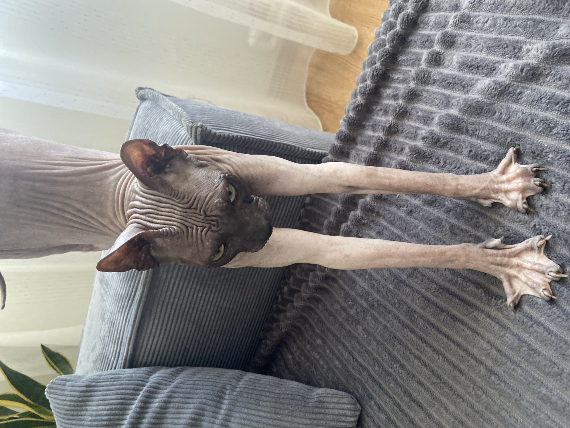 A hairless cat with wrinkled skin and large ears is standing on a grey couch. The cat's body is elongated and its legs are positioned in a stretching pose. The cat is facing the camera with a curious expression. The couch has a textured fabric and is placed near a window with sheer curtains. The floor is made of wooden planks. A houseplant is visible in the background. The scene takes place indoors, likely in a residential setting. The location is not specified in the image.