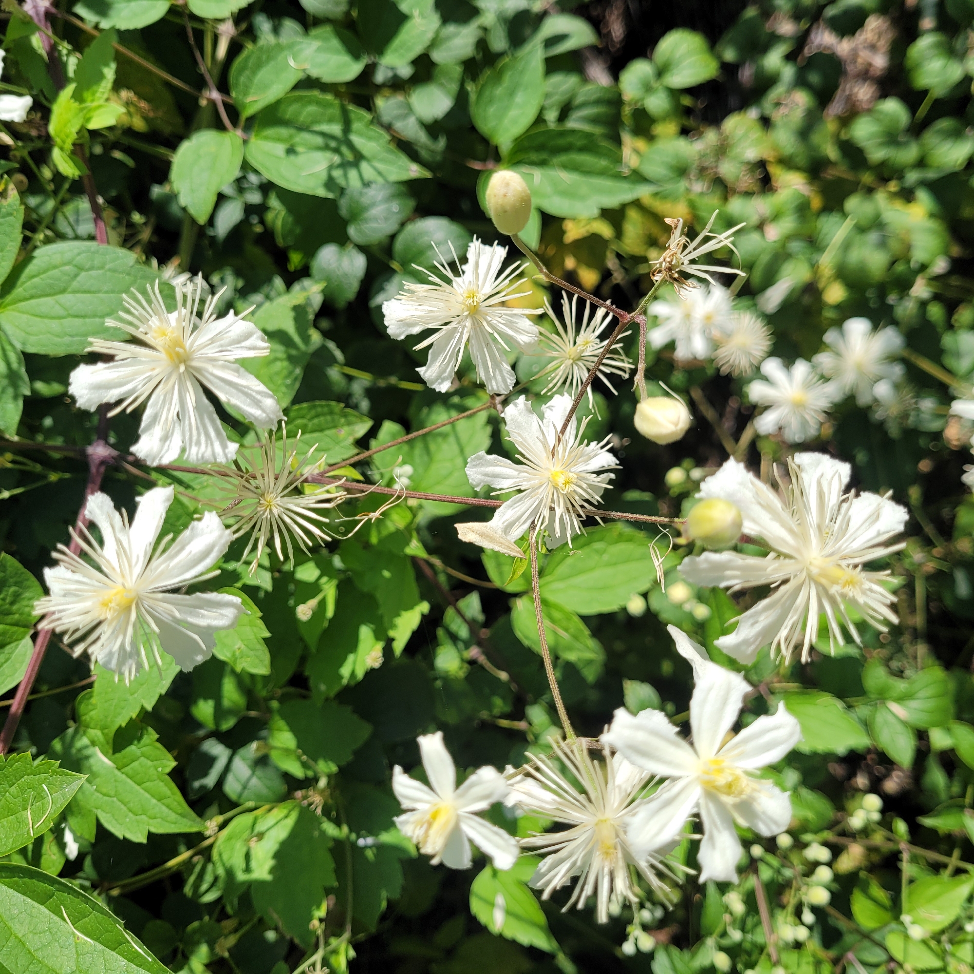 A medium shot captures a cluster of white clematis flowers and their buds, interspersed with green leaves. The flowers, characterized by their star-like shape and prominent stamens, are the primary focus. One flower in the upper center exhibits a feathery appearance due to its numerous stamens, while another slightly below and to the left displays a more open, less dense structure of stamens. Several buds, either round or oval, are visible, some still green and tightly closed, others showing hints of white. The leaves are a vibrant green, some in sharp focus, others blurred in the background, creating a sense of depth. The lighting suggests a sunny day, casting subtle shadows and highlighting the delicate textures of the petals and stamens. The image is devoid of any human presence or recognizable urban elements, suggesting a natural outdoor setting.