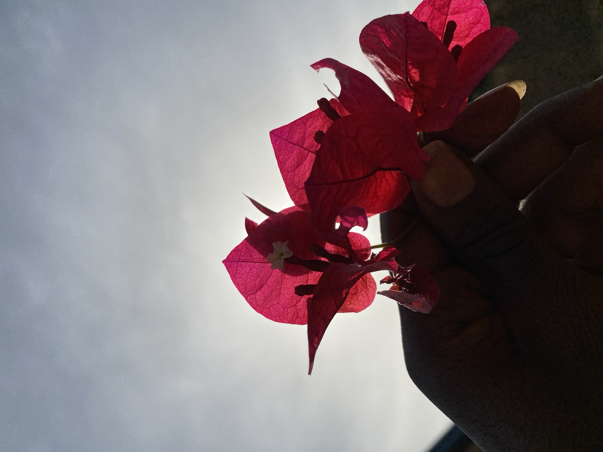 A close-up photograph captures a dark-skinned hand holding a cluster of vibrant pink/magenta bougainvillea flowers against a bright, hazy sky. The scene is shot from a low angle, backlighting the subjects and creating a striking silhouette of the hand, while the bougainvillea bracts glow with translucence.
The primary subjects are the human hand and the flowers. The hand, positioned on the right side of the frame, is wrapped around the flower stems, with its skin appearing dark due to the intense backlight. Fingernails have a light, possibly natural or clear, polish that catches some of the ambient light. The bougainvillea flowers are a vivid fuchsia, with their thin bracts allowing light to pass through, highlighting their delicate vein structure. Small, white, actual bougainvillea flowers are visible nestled within the larger, colorful bracts.
The background is a soft, diffused greyish-white sky, suggesting either a day with thin cloud cover or atmospheric haze. The strong backlighting indicates a bright time of day, likely late morning or early afternoon. The activity depicted is simply holding the flowers, perhaps admiring their beauty or posing for the photograph. The image evokes a sense of natural beauty and the interplay of light and shadow. The presence of bougainvillea and bright sun aligns with the tropical climate of Jos, Nigeria. There is no visible text in the image.