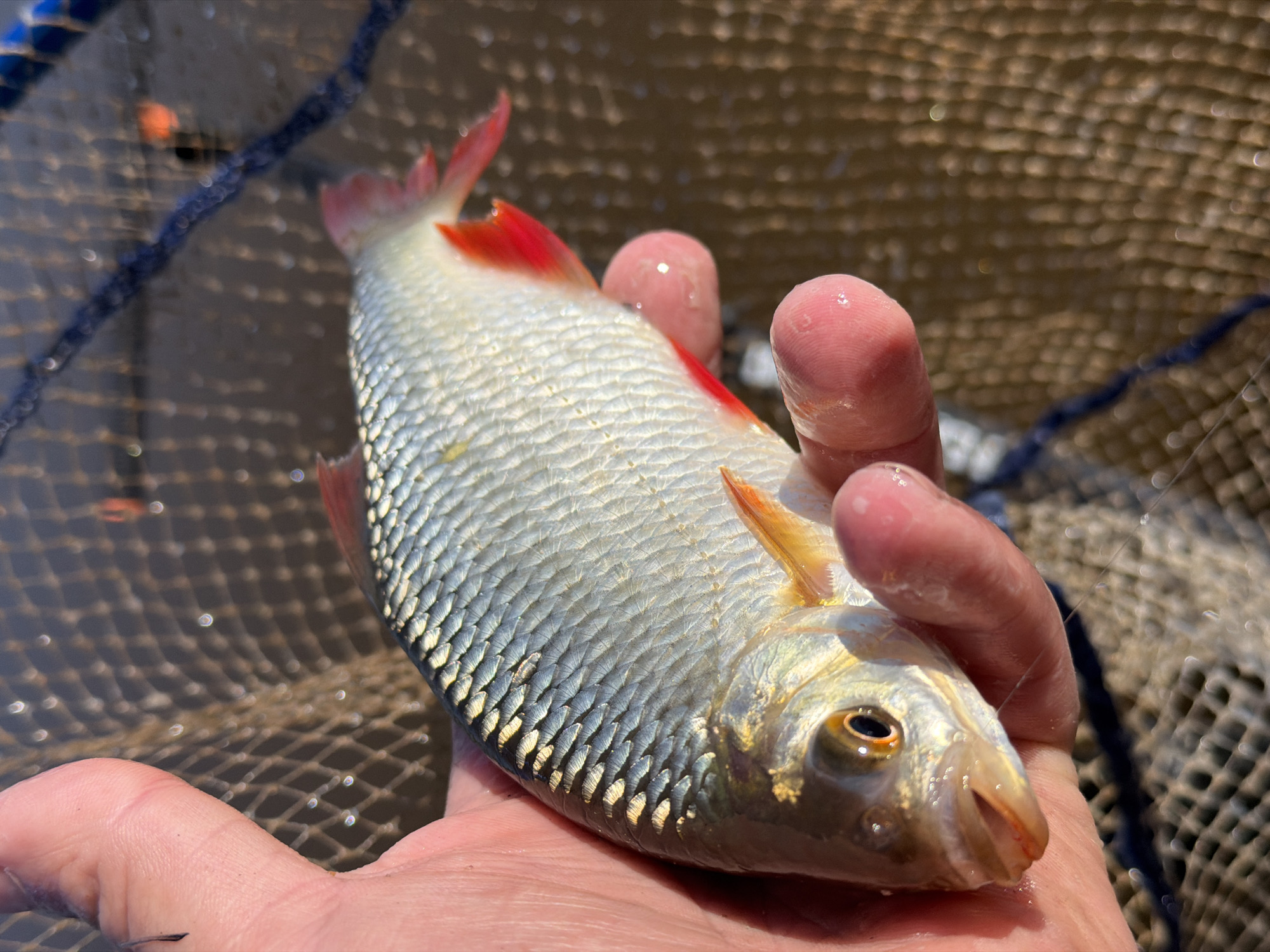 A person's hand cradles a fish inside a fishing net. The fish has silver scales and red fins. The net is tan with blue edging. The background is blurred. The location cannot be determined from the image.