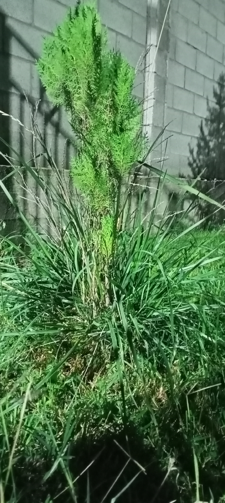 The image shows a small, green coniferous tree growing in a patch of grass. The tree is surrounded by longer, thin blades of grass. Behind the tree, there is a wall made of light-colored bricks, and a shadow of a tree is cast on the wall. The scene appears to be outdoors, possibly in a garden or yard. The location in Sokuluk, Kyrgyzstan is noted, but there are no specific landmarks or contextual clues within the image to confirm this. No people or actions are visible in the image.