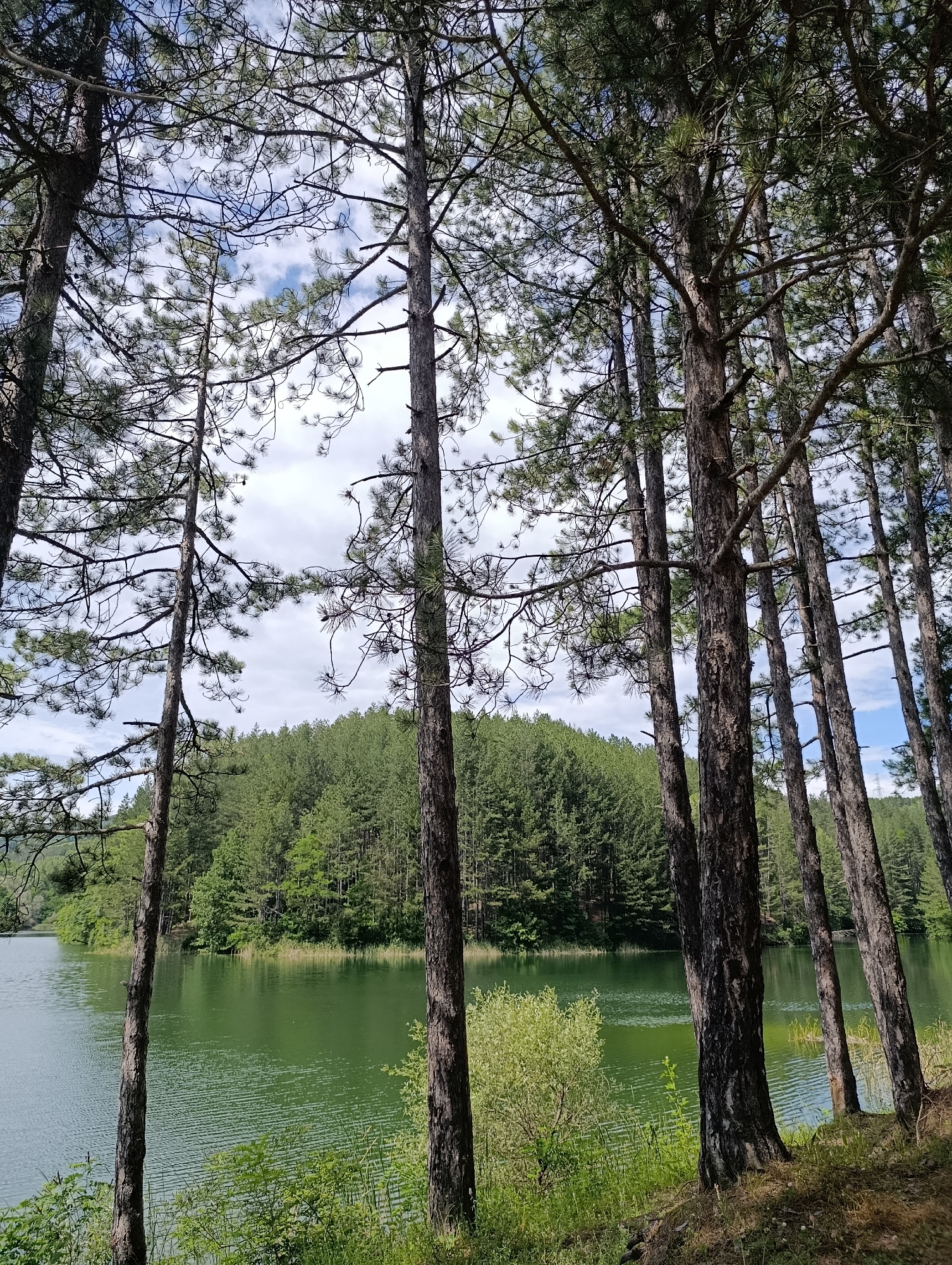 This is a landscape photograph of a serene lake bordered by a dense, green forest. In the foreground, a stand of tall pine trees with rough bark and sparse needles frames the view. The lake's surface is a calm, reflective green, with subtle ripples indicating a gentle breeze. Beyond the lake, the forest continues, its trees creating a thick canopy that stretches to the horizon. The sky above is a mix of blue patches and fluffy white clouds, suggesting a pleasant, partly cloudy day. The scene appears to be a natural, unpopulated area, likely a park or a nature reserve. The image evokes a sense of tranquility and natural beauty.