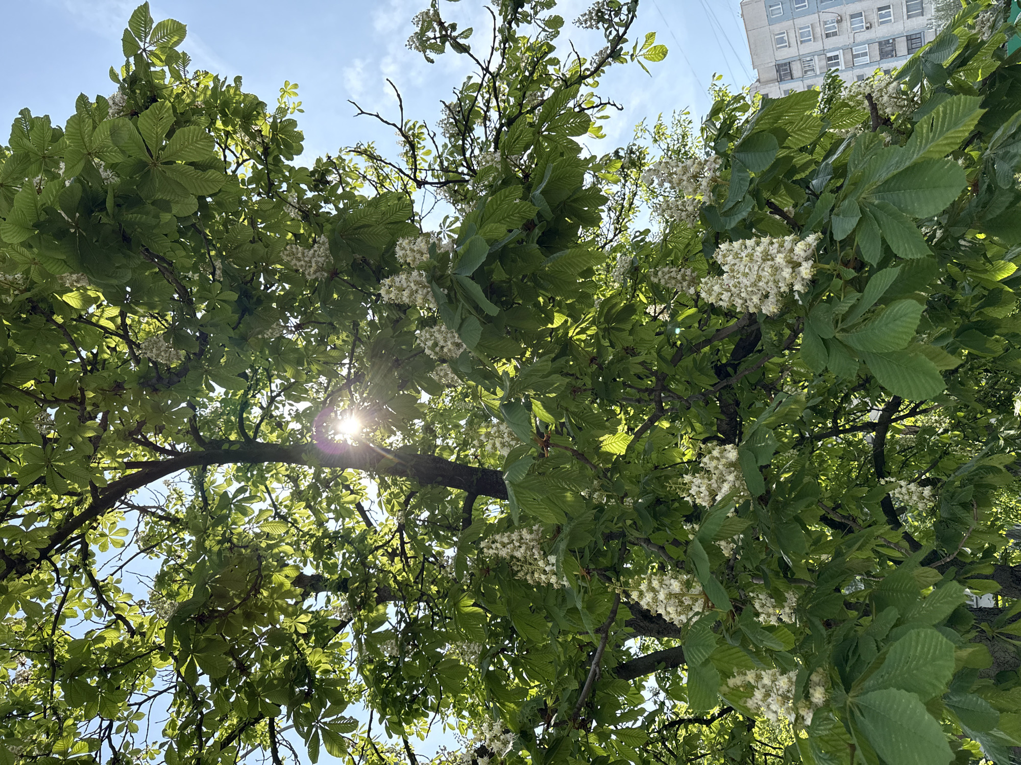 The image shows a view looking up into the branches of a flowering tree, likely a horse chestnut. The tree has large, palmate leaves and clusters of white flowers. Sunlight streams through the branches. In the background, a section of a multi-story residential building is visible, suggesting an urban location. Based on the architecture and flora, the photo may have been taken in Moscow, Russia.