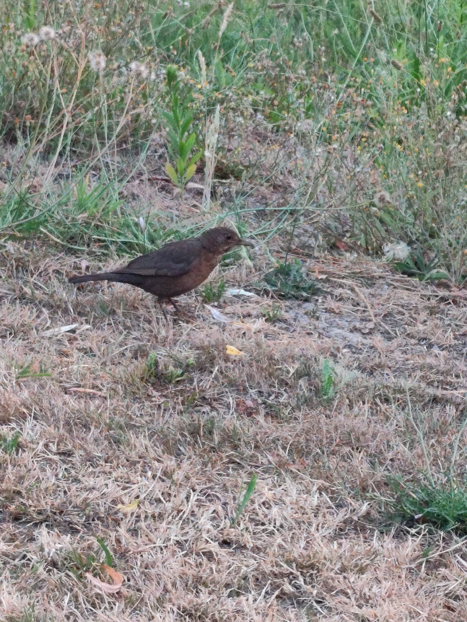 A dark brown bird stands on dry grass. The bird is facing to the right, with its head slightly lowered. Its tail is fanned out. The background is a mix of green grass and dry foliage, with some small yellow flowers visible. The image appears to be taken outdoors in a natural setting. There is no information about the location in Schaijk, Netherlands, provided in the image.