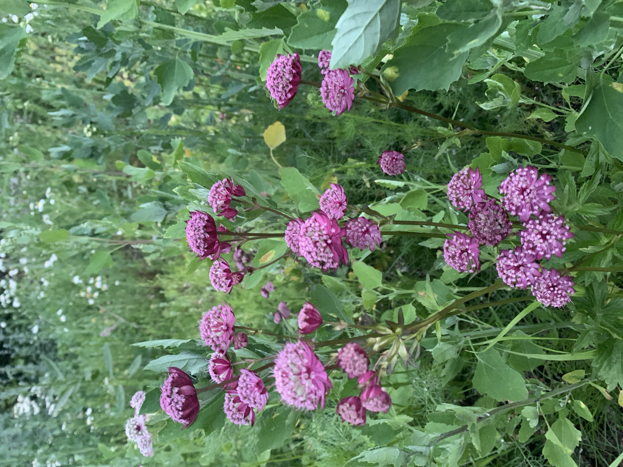 The image depicts a close-up view of several Aster Amellus flowers, commonly known as the "Masterwort," in bloom. The flowers are characterized by their dense, star-shaped clusters of small, deep pink to magenta petals. They are arranged on slender, upright stems, surrounded by lush green foliage. Some of the leaves are broad and lobed, while others are finer and feathery. In the background, there is a dense, out-of-focus mix of green vegetation with hints of white and yellow wildflowers, suggesting a natural setting, possibly a meadow or garden. The lighting appears to be natural daylight, casting a soft illumination on the subjects. There are no people or animals visible in the image. The scene is set in an outdoor environment with a focus on the floral subjects. The image is static and does not depict any action or interaction.