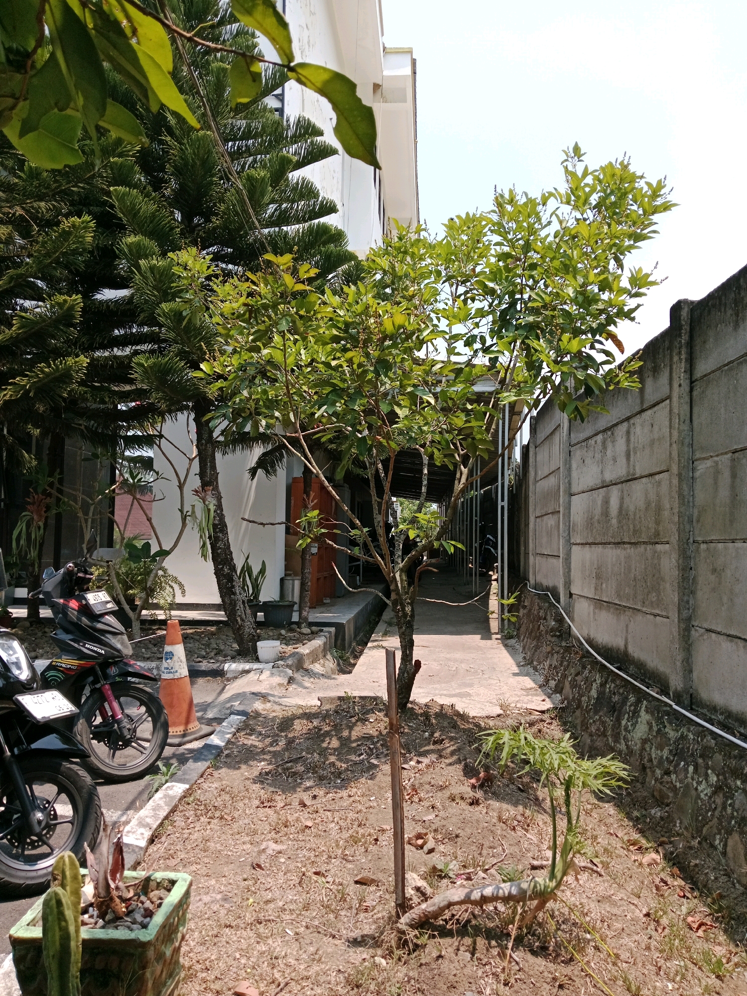 The image captures a side view of a narrow, sun-drenched walkway lined with a concrete wall on the right and a building with an overhang on the left. A small tree stands prominently in the middle of the walkway, its branches reaching towards the sky. The ground is covered with dry soil and scattered leaves. In the foreground, to the left, two motorcycles are parked near a potted cactus. An orange traffic cone is visible near the motorcycles. The background reveals a portion of a building and more of the concrete wall. The sky is bright and clear, indicating a sunny day. The scene appears to be in Karangtengah, Indonesia.