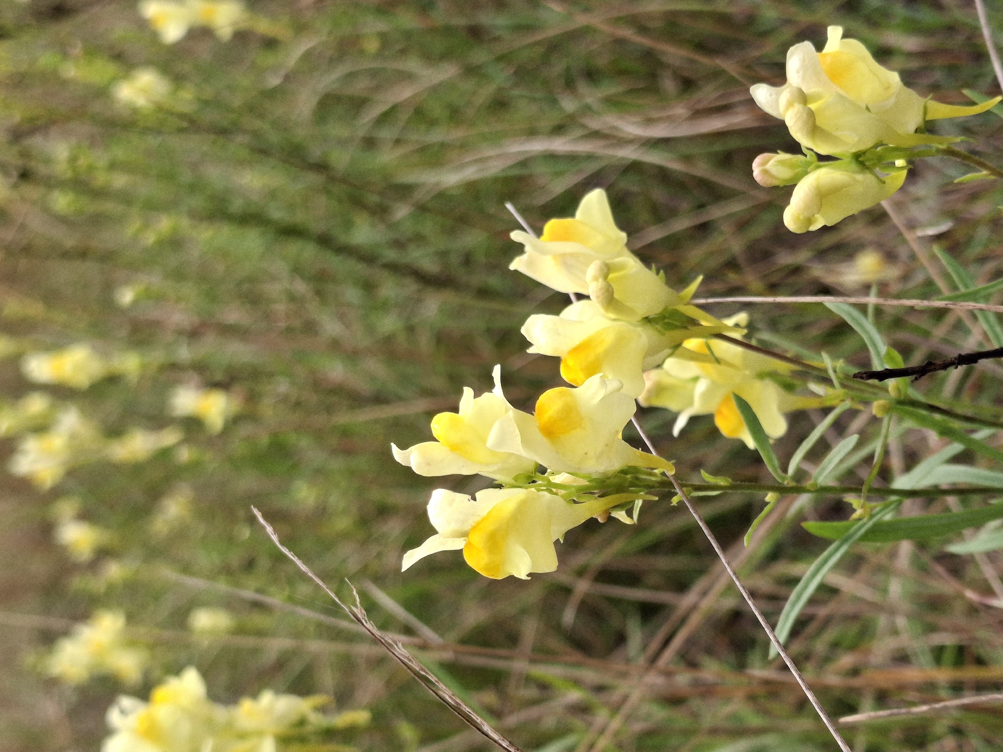 In Plishkino, Russia, a close-up, slightly angled photograph showcases a cluster of yellow wildflowers. The flowers, with their distinctive snapdragon-like shape and yellow and white coloration, are the primary subjects. They are arranged on slender green stems, interspersed with thin, dry brown grass stalks. The background is a soft, blurred expanse of green and brown vegetation, suggesting a natural, outdoor environment. There are no people or animals visible in the image.