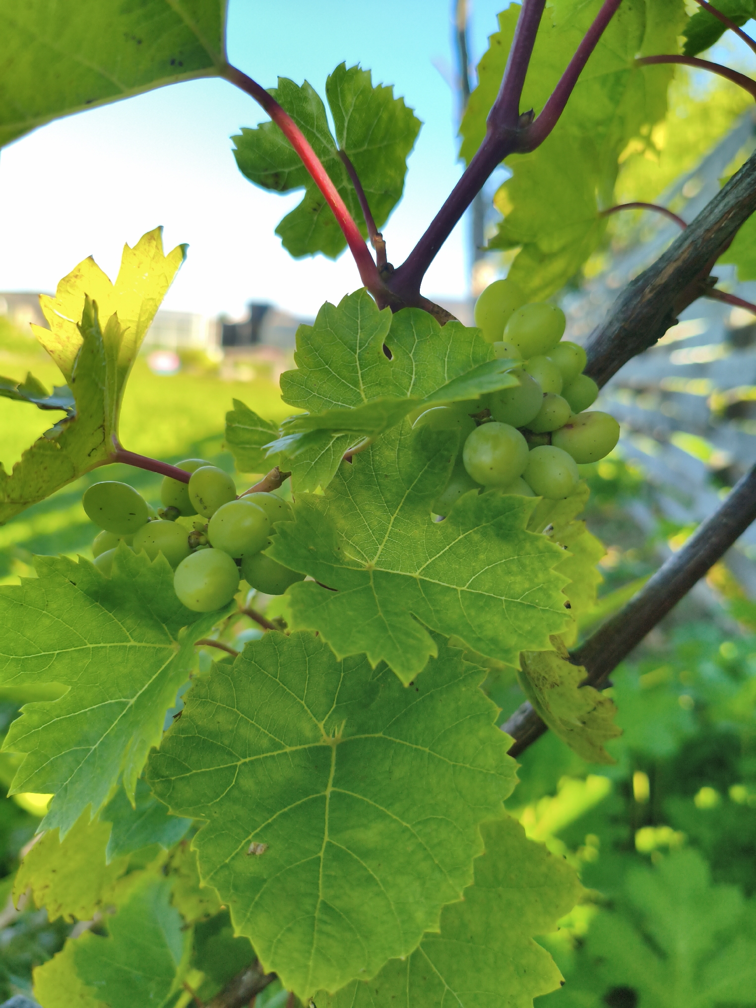 A close-up, eye-level, outdoor, natural light shot shows a cluster of unripe green grapes hanging from a vine, surrounded by large, serrated green leaves. The grape cluster is in the center of the frame, with some individual grapes visible in sharp focus. The vine stem supporting the grapes is reddish-purple and rough in texture, branching off to a thicker, darker brown woody branch to the right. The leaves are a vibrant green, with visible veins and slightly jagged edges. Some leaves are backlit by the sun, appearing brighter and almost translucent in places. The background is softly blurred, showing a hint of a bright blue sky at the top and a sunlit, green, grassy area with indistinct structures further back, suggesting an outdoor setting. There are no people or animals visible in the image.