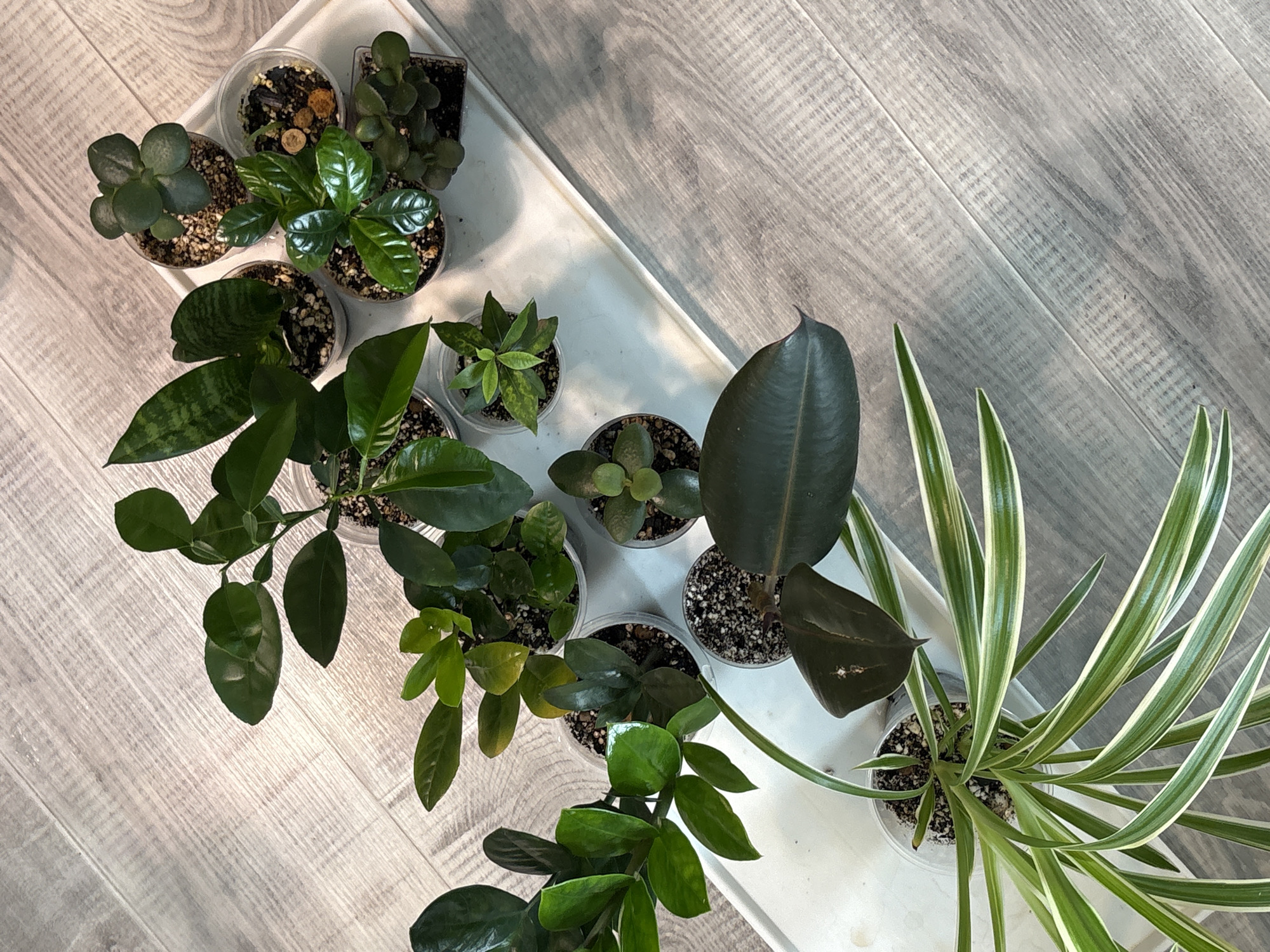 A high-angle shot depicts a collection of small potted houseplants arranged on a white tray. The tray sits on a surface resembling gray-toned wood planks, possibly flooring.
The plants vary in species and include:
* Several succulents.
* A Snake Plant (Sansevieria).
* Possibly a Rubber Plant (Ficus elastica).
* A Spider Plant (Chlorophytum comosum) with variegated leaves.
* Other unidentified leafy plants with oval or rounded leaves.
All the plants appear to be young or recently propagated, as indicated by their small size and transparent plastic pots filled with dark soil. The lighting suggests an indoor setting.
There is no indication of Saint Petersburg, Russia, or any features that would indicate a specific location.