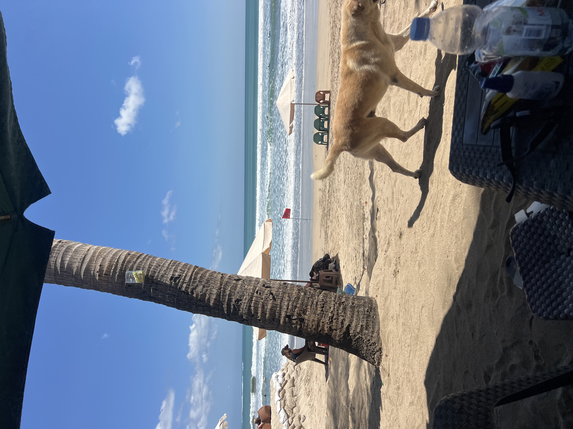 This is a vertical, eye-level, medium shot of a beach in Kuta, Indonesia, on a sunny day. In the foreground, a large palm tree trunk stands to the left, with a plastic cup attached to it containing some yellow items. The sand is light brown and marked with shadows from unseen objects. In the midground, a light brown dog walks from right to left across the sand. Behind the dog, there is a beige beach umbrella with chairs. Further back, a red flag is planted in the sand. The ocean is visible with small waves and several surfers in the water. The sky is a bright blue with a few scattered white clouds. In the lower right corner, part of a woven table is visible, with a plastic bottle of water and other objects on it. In the left midground, a person is sitting on a chair under a tree, facing away from the camera.